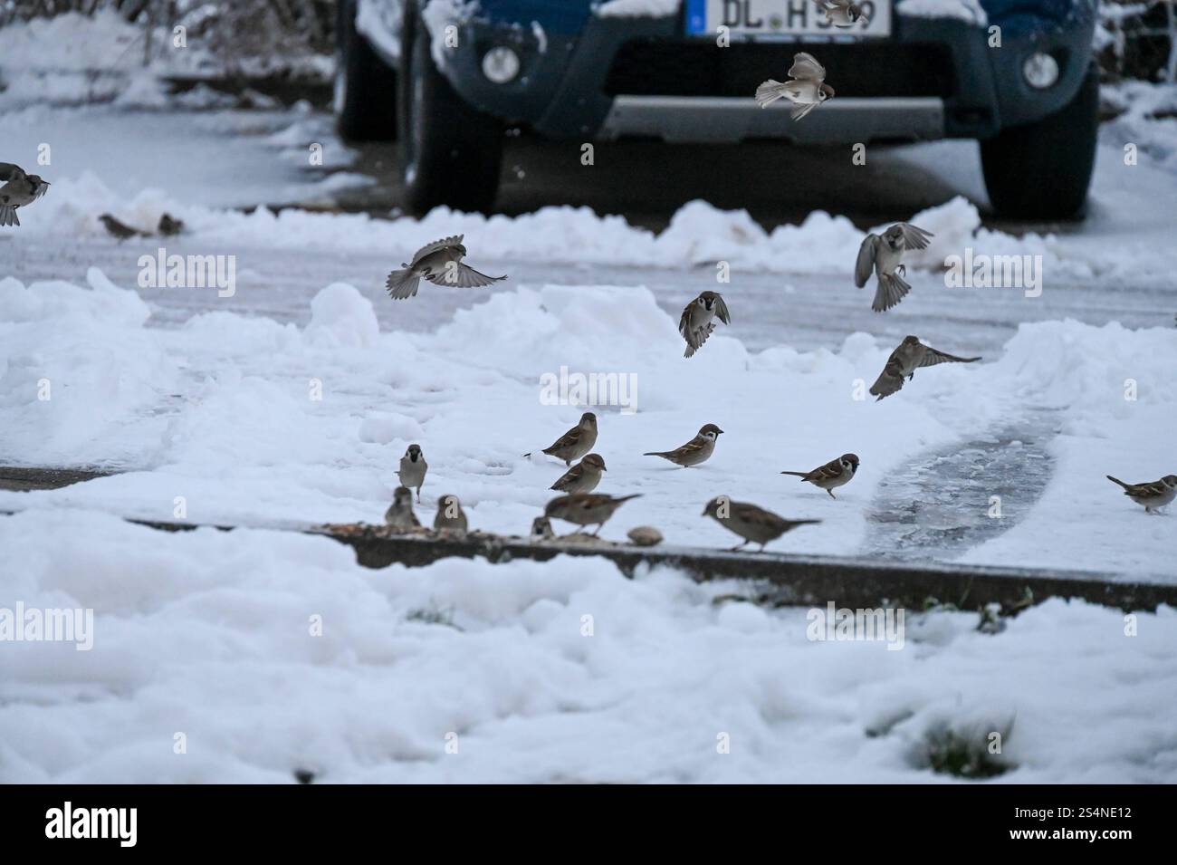 Hartha - Winterliches Wetter hält Einzug in Mittelsachsen: Mehrere Zentimer Neuschnee sorgt für Arbeit und Freude 10.01.2025 gegen 9 Uhr Stadtgebiet Hartha Der Winter hält Einzug in Mittelsachsen: Mitte Januar wurden viele Harthaer vom Schneefall aus der Nacht überrascht. während der Verkehr auf den Straßen dank des Wetterdienstes relativ problemlos lief, mussten andere ihre Autos zunächst von den Schneemassen befreien. MIT Besen und Schaufel räumten Autobesitzer den Schnee am Morgen von ihren Fahrzeugen. Auch Friedhofsverwalter Sebastian Markert ist bereits am Morgen unterwegs und befreit die Foto Stock