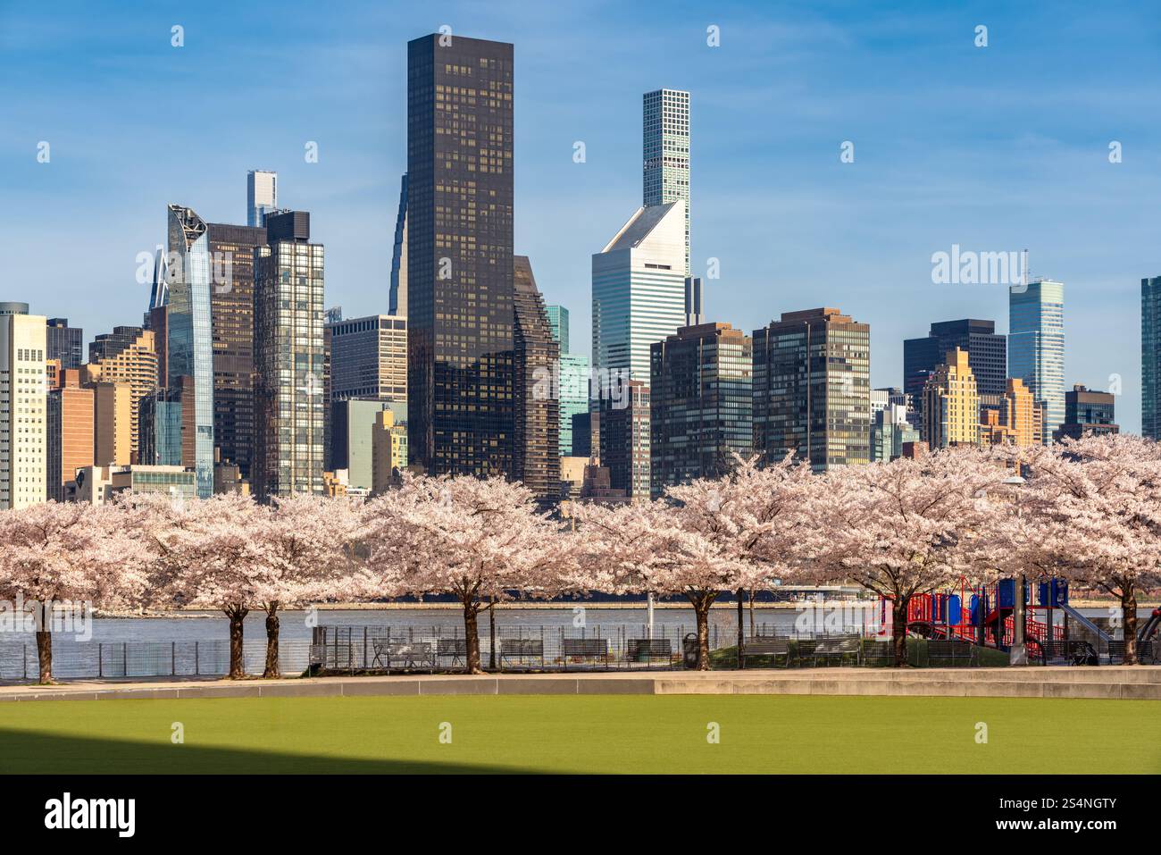 Hunter's Point South Park a Long Island City, Queens. Vista dei ciliegi in fiore con i grattacieli di Midtown Manhattan. Primavera a New York Foto Stock