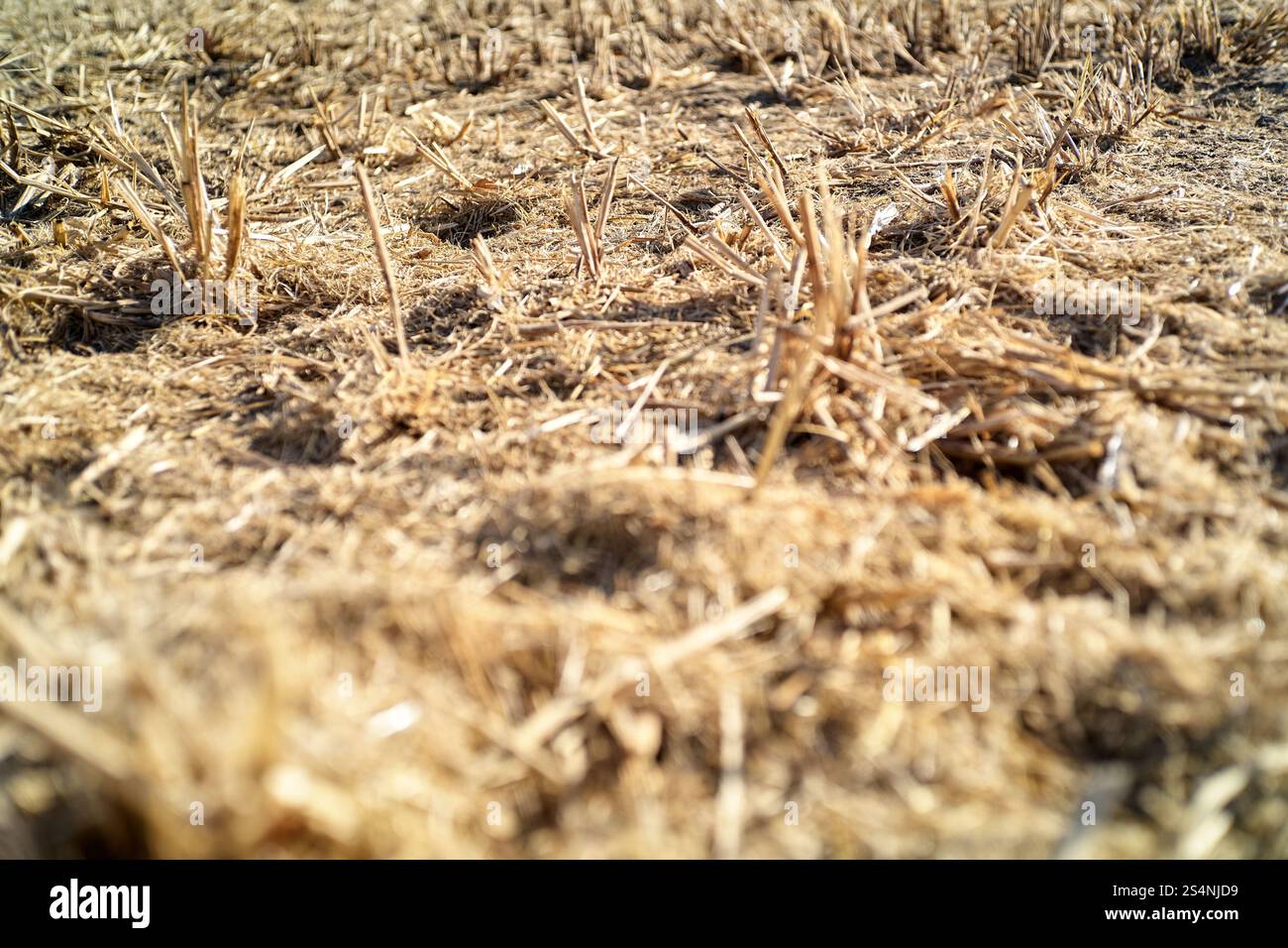 Primo piano di gambi secchi dorati di grano raccolto in un campo. La texture è ruvida e la scena evoca la fine dell'estate Foto Stock