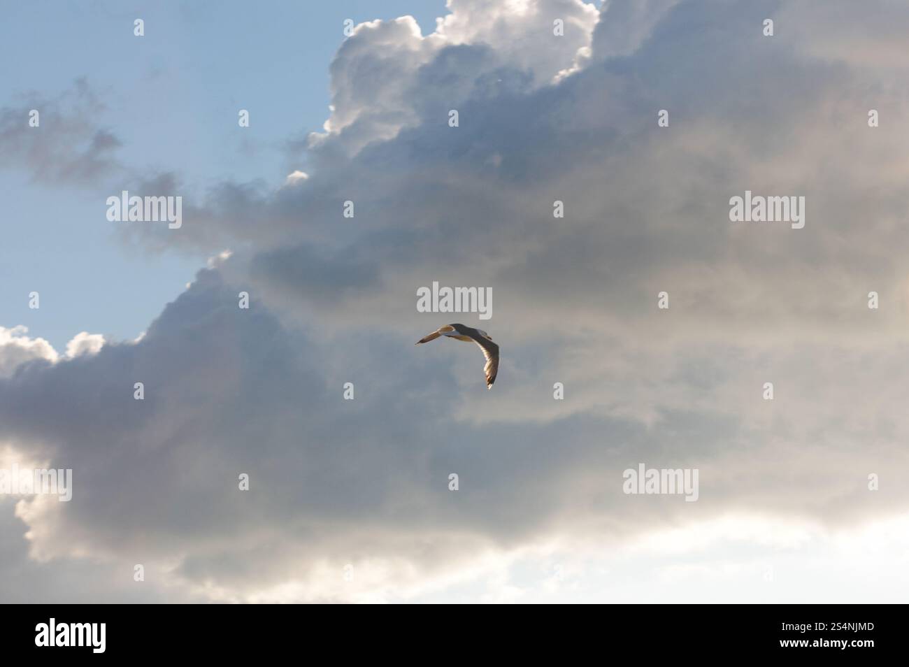 Fly sea gull nel cielo di sera Foto Stock
