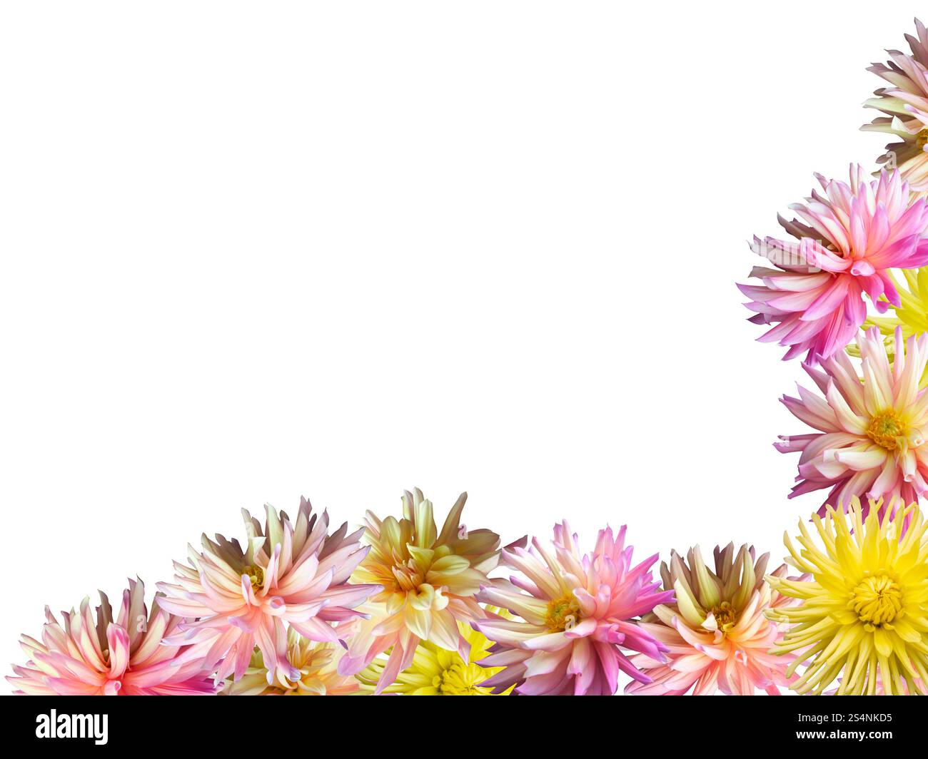 Cornice angolare per set di fiori Dahlia rosa-giallo (isolata su bianco) Foto Stock