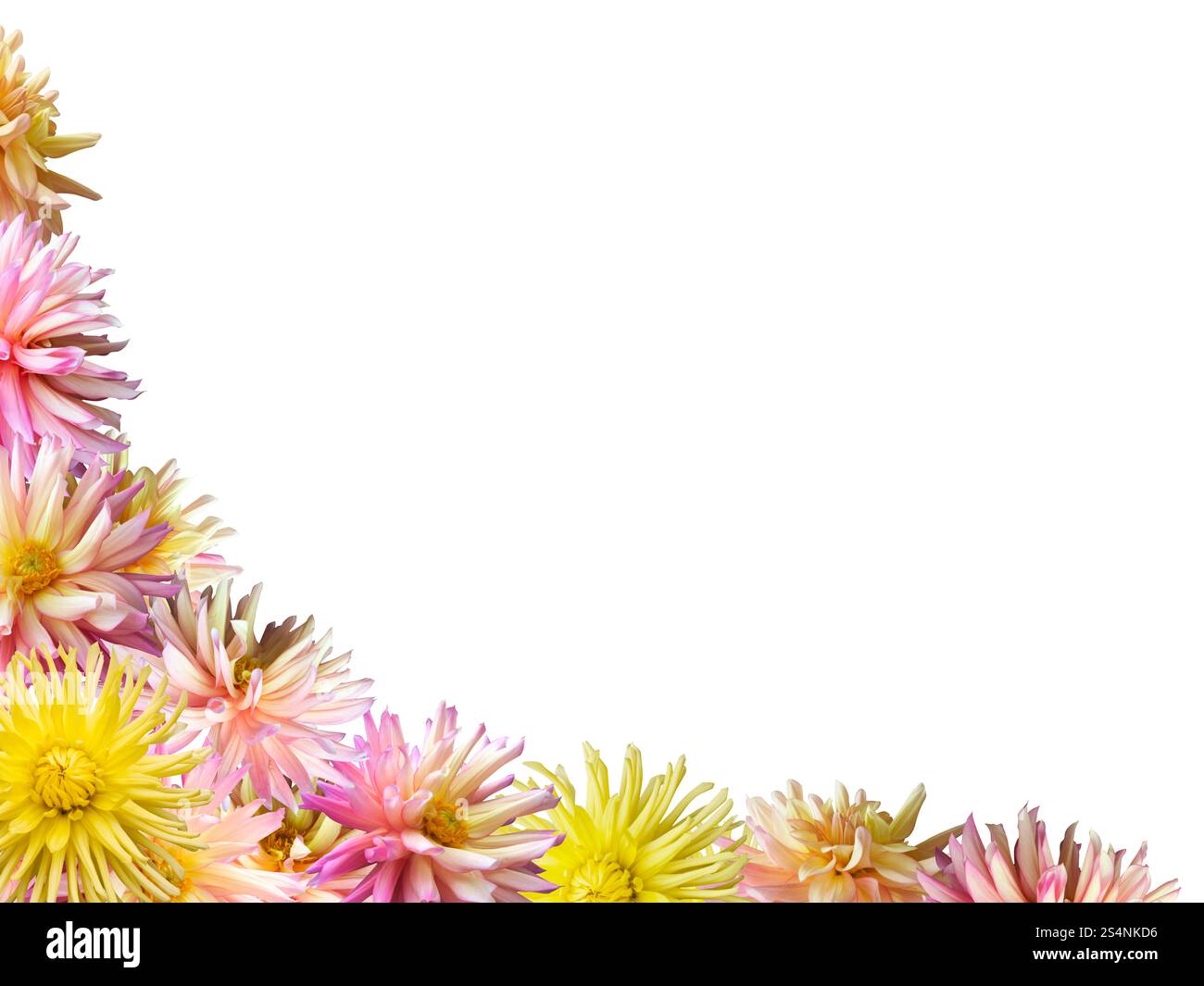 Cornice angolare per set di fiori Dahlia rosa-giallo (isolata su bianco) Foto Stock