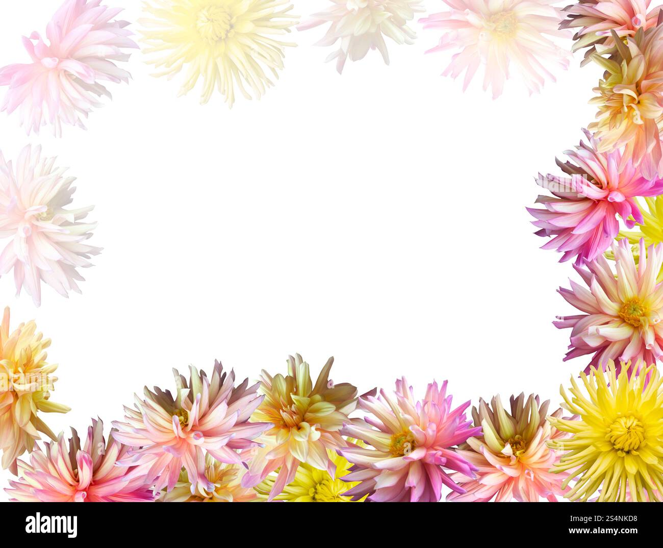 Cornice angolare per set di fiori Dahlia rosa-giallo (isolata su bianco) Foto Stock