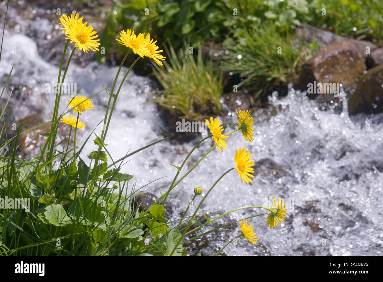 Fiori gialli vicino al bellissimo ruscello di montagna Foto Stock