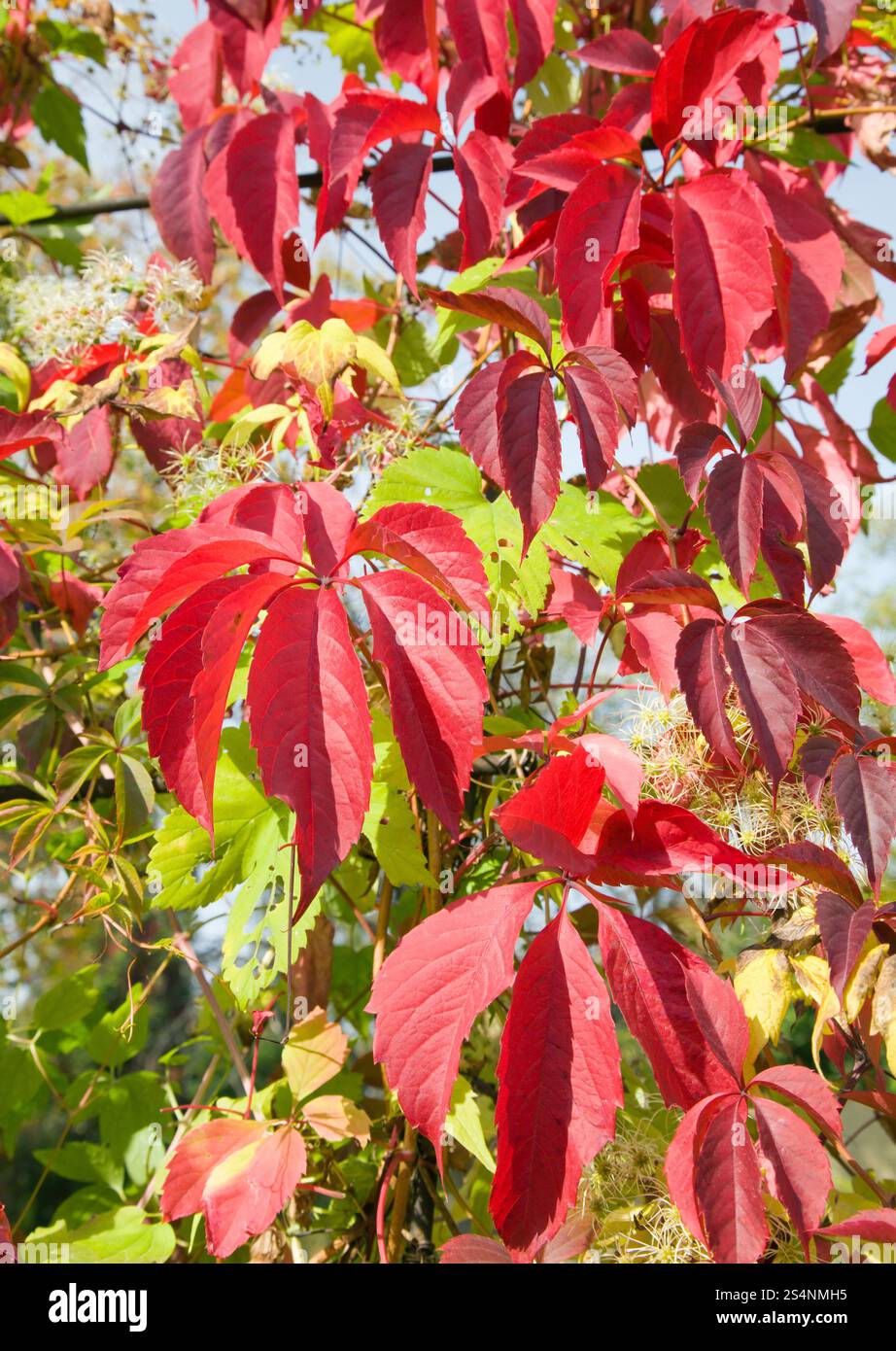 Autunno rosso fogliame (naturale sfondo stagionale) Foto Stock