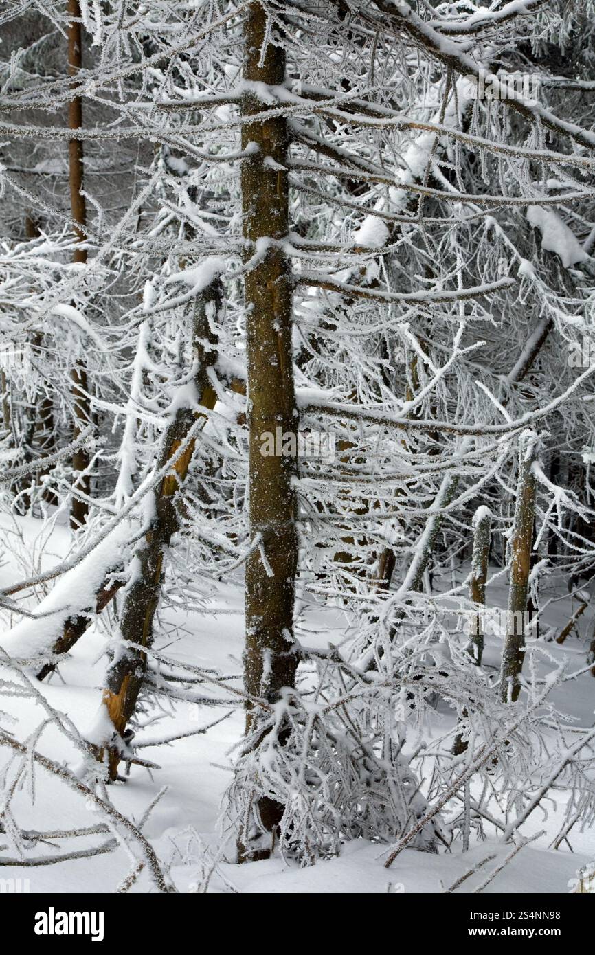 Inverno foresta con rime e coperta di neve abete rosso Foto Stock