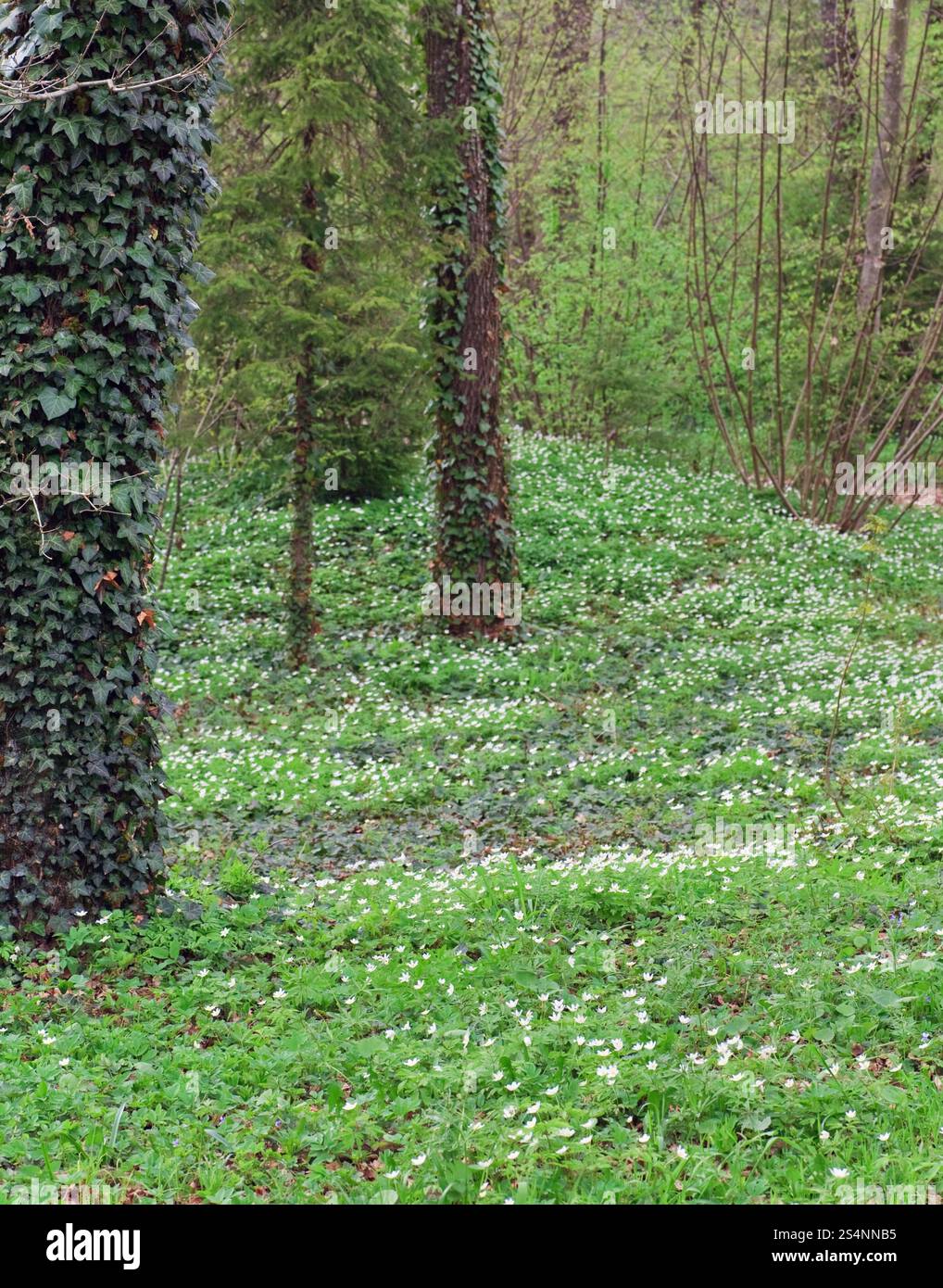 Foresta di primavera con la fioritura di anemone bianco fiori Foto Stock Foresta di primavera con la fioritura di anemone bianco fiori Foto Stock