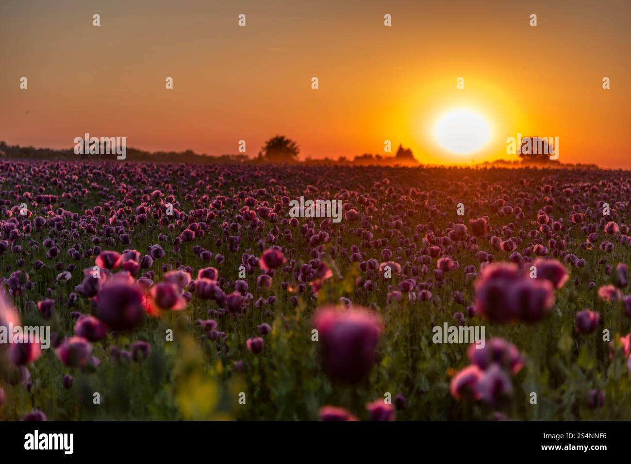 Tramonto sul campo del papavero viola in Slovenia Foto Stock
