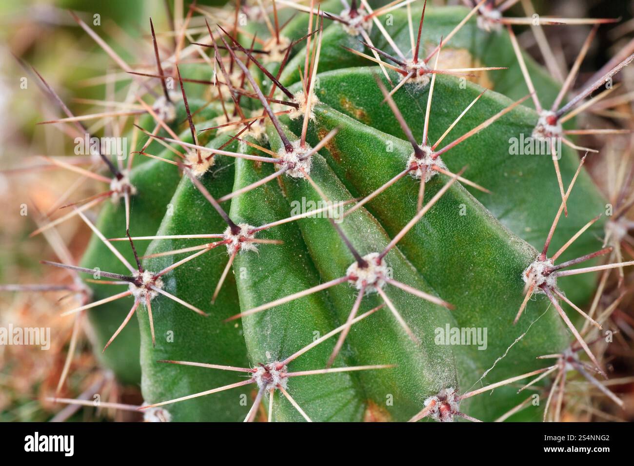 Parte della spinosa potted home Barrel cactus pianta. Foto Stock