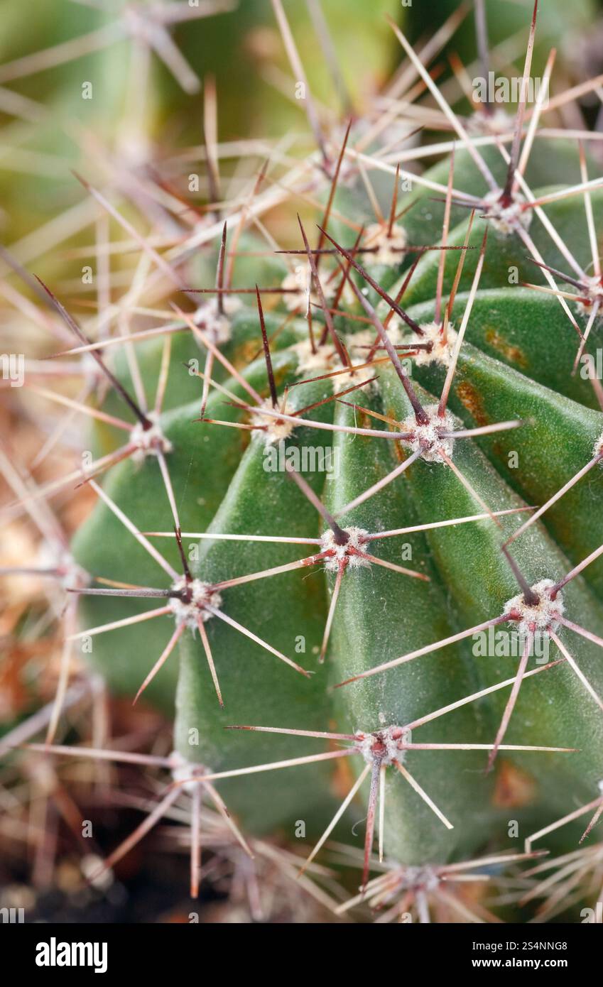 Parte della spinosa potted home Barrel cactus pianta. Foto Stock