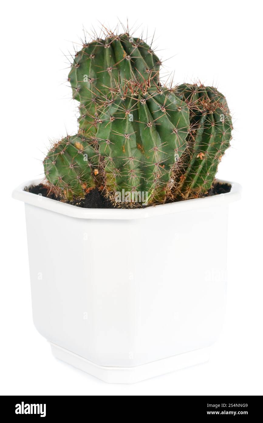 Spinosa potted home Barrel cactus impianto isolato su bianco. Foto Stock