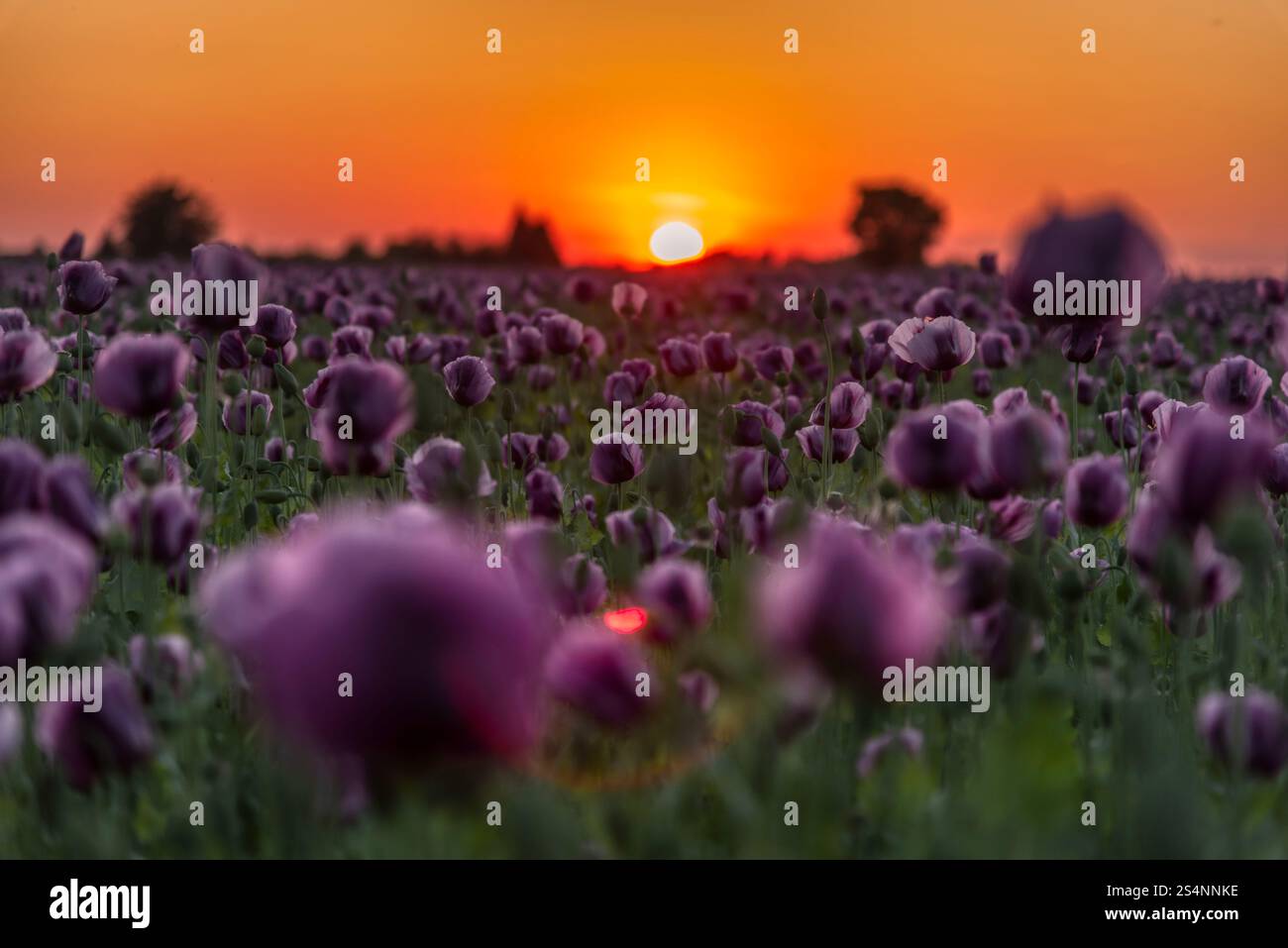 Tramonto sul campo del papavero viola in Slovenia Foto Stock