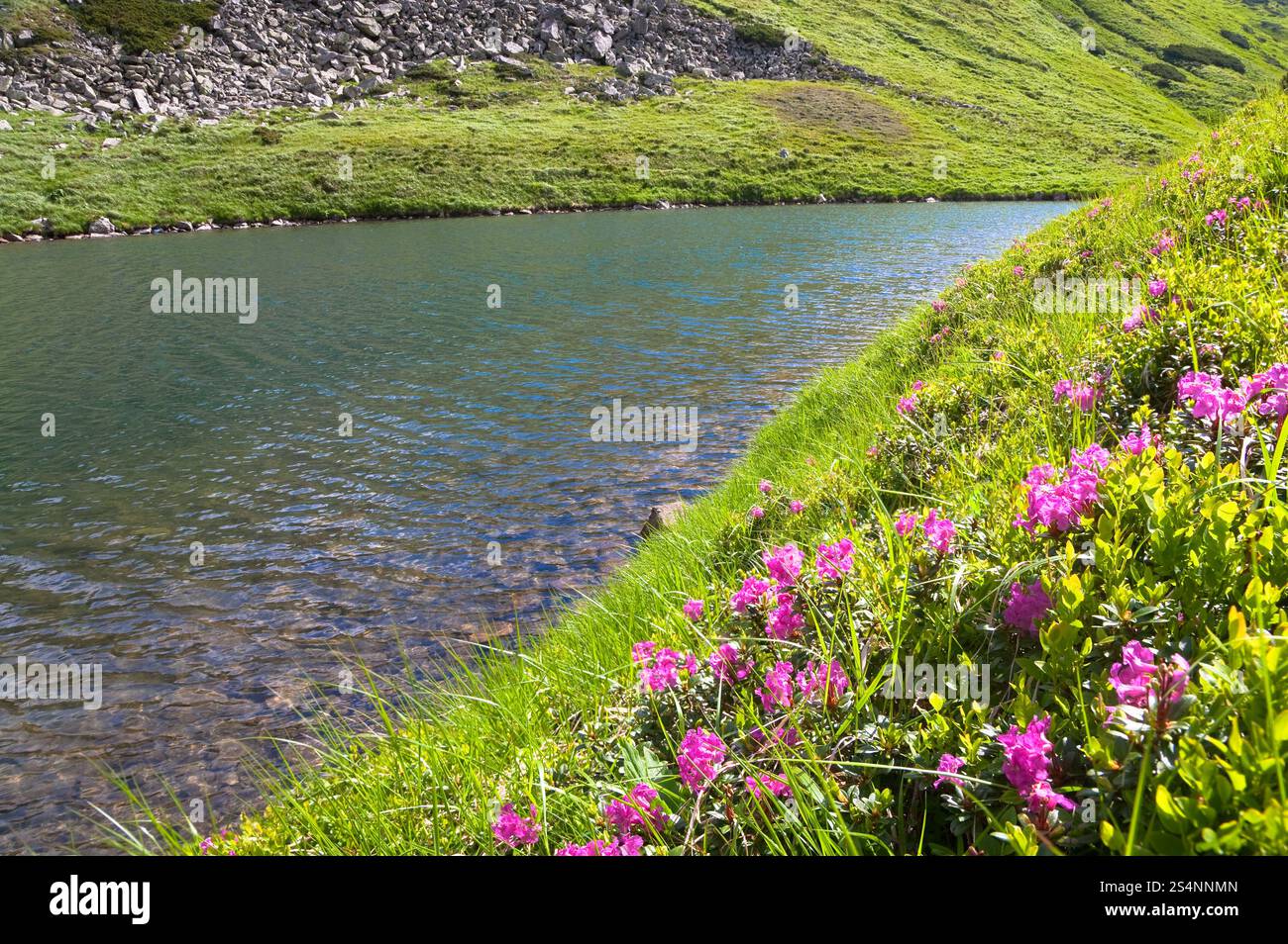 Rosa fiori di rododendro in prossimità di piccoli estate lago di montagna (Ucraina, dei Carpazi) Foto Stock