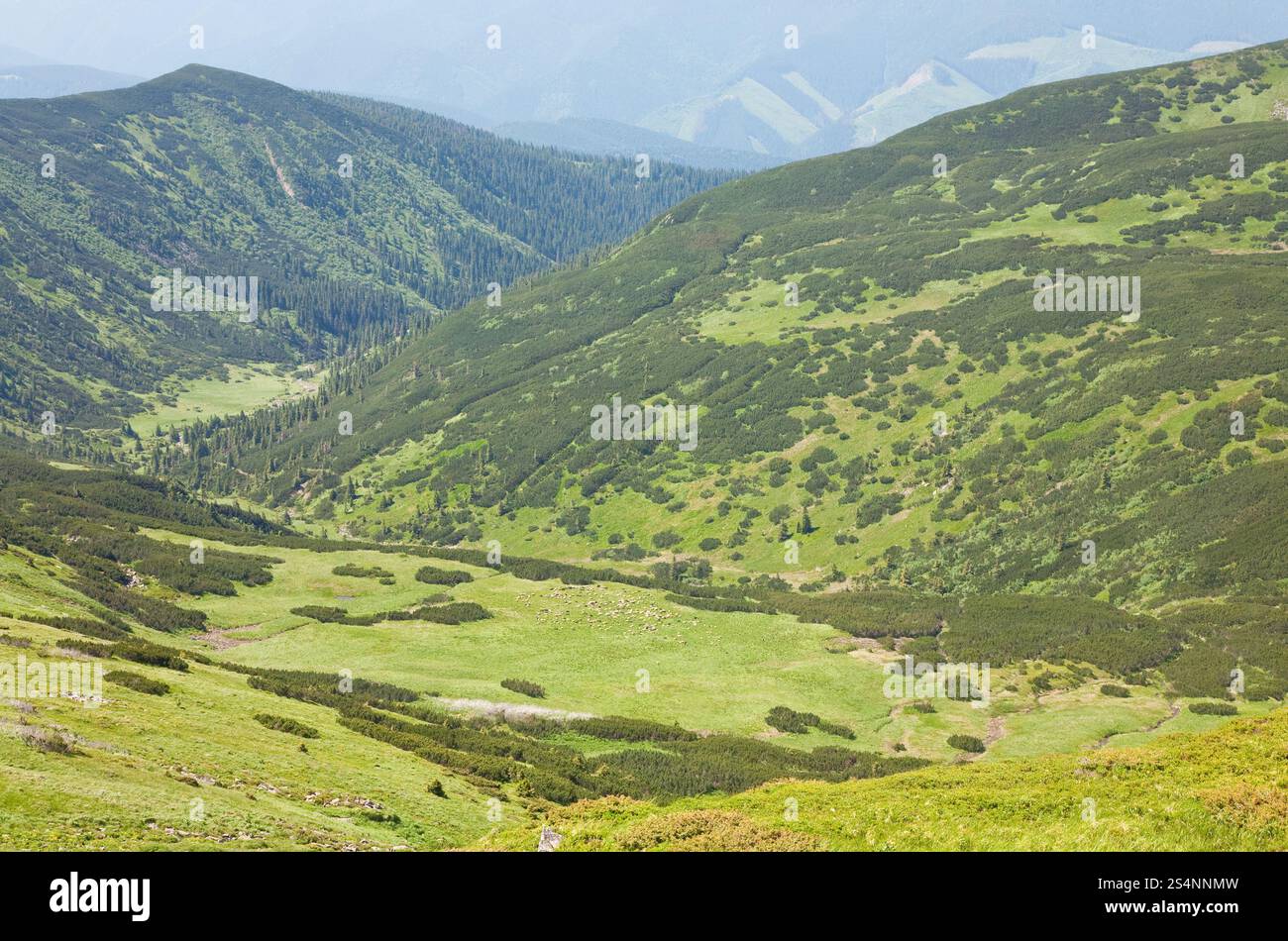Allevamento di ovini sul verde alpeggio (Carpazi, Ucraina) Foto Stock