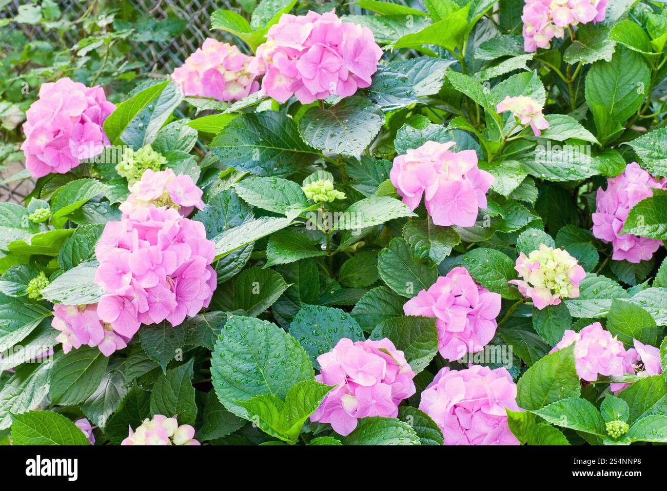 Grandi ortensie rosa fioriscono - fiore estivo di agosto con rugiada (primo piano). Foto Stock