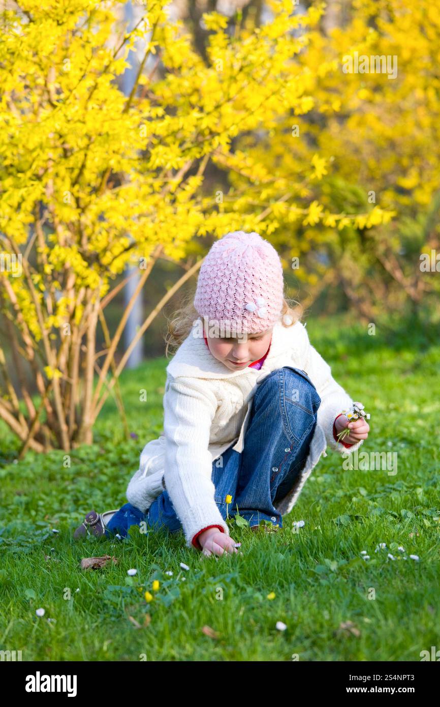 Felice piccola ragazza raccogliere fiori gowan vicino a fioritura giallo boccola di forsitia Foto Stock