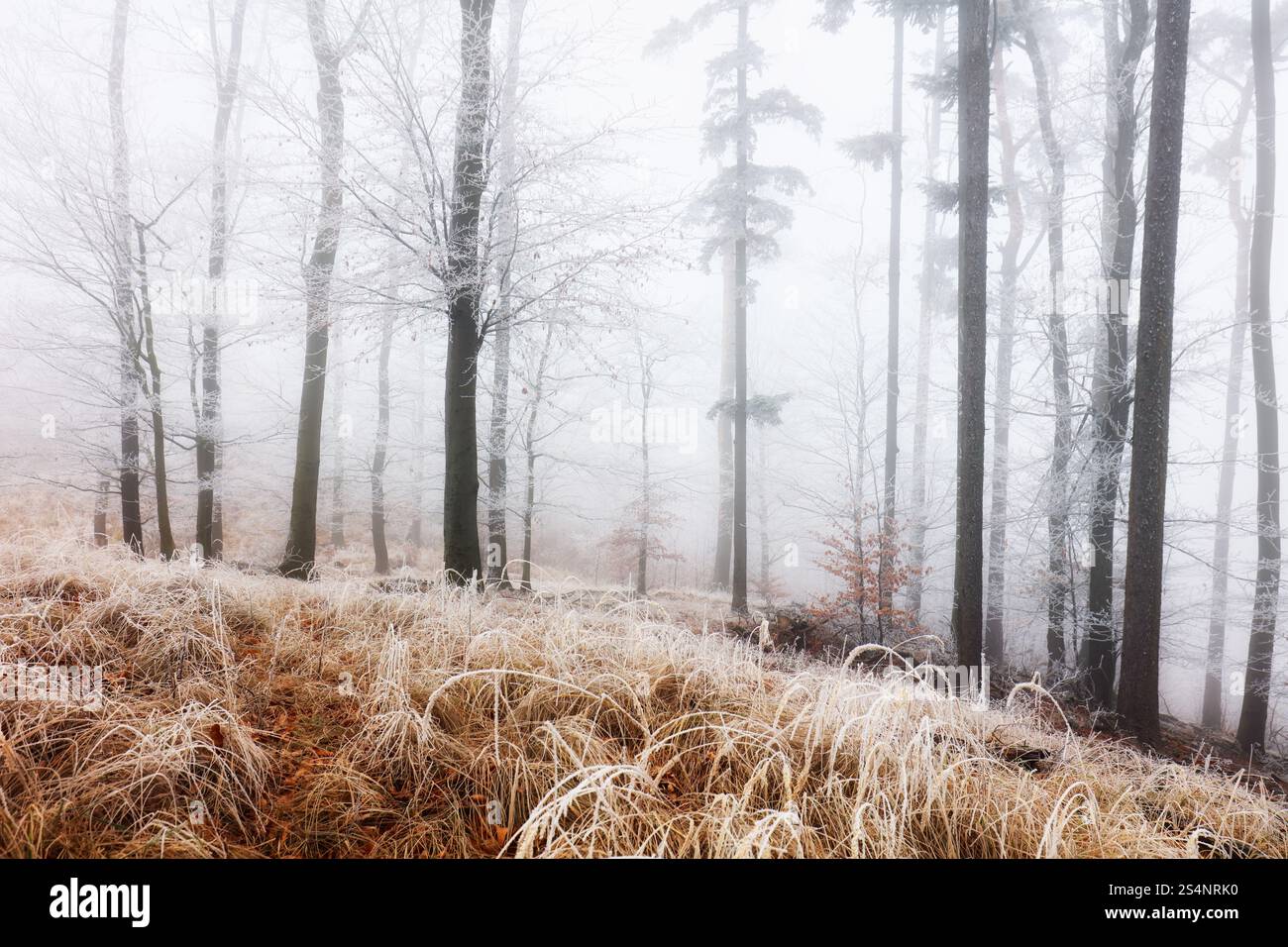 Foresta invernale in montagna. Maestoso trekking invernale Foto Stock
