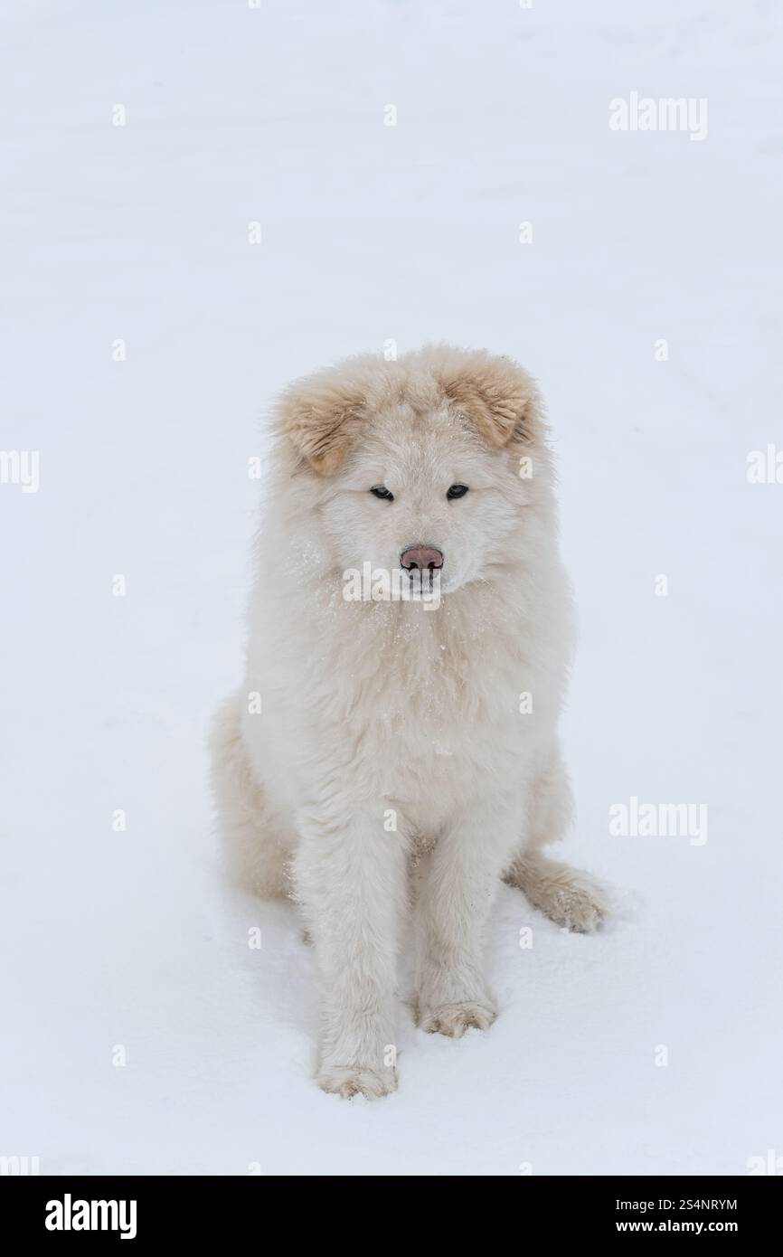 Un cane samoiato bianco è seduto nella neve. Il cane sta guardando la telecamera. La scena è tranquilla e tranquilla Foto Stock