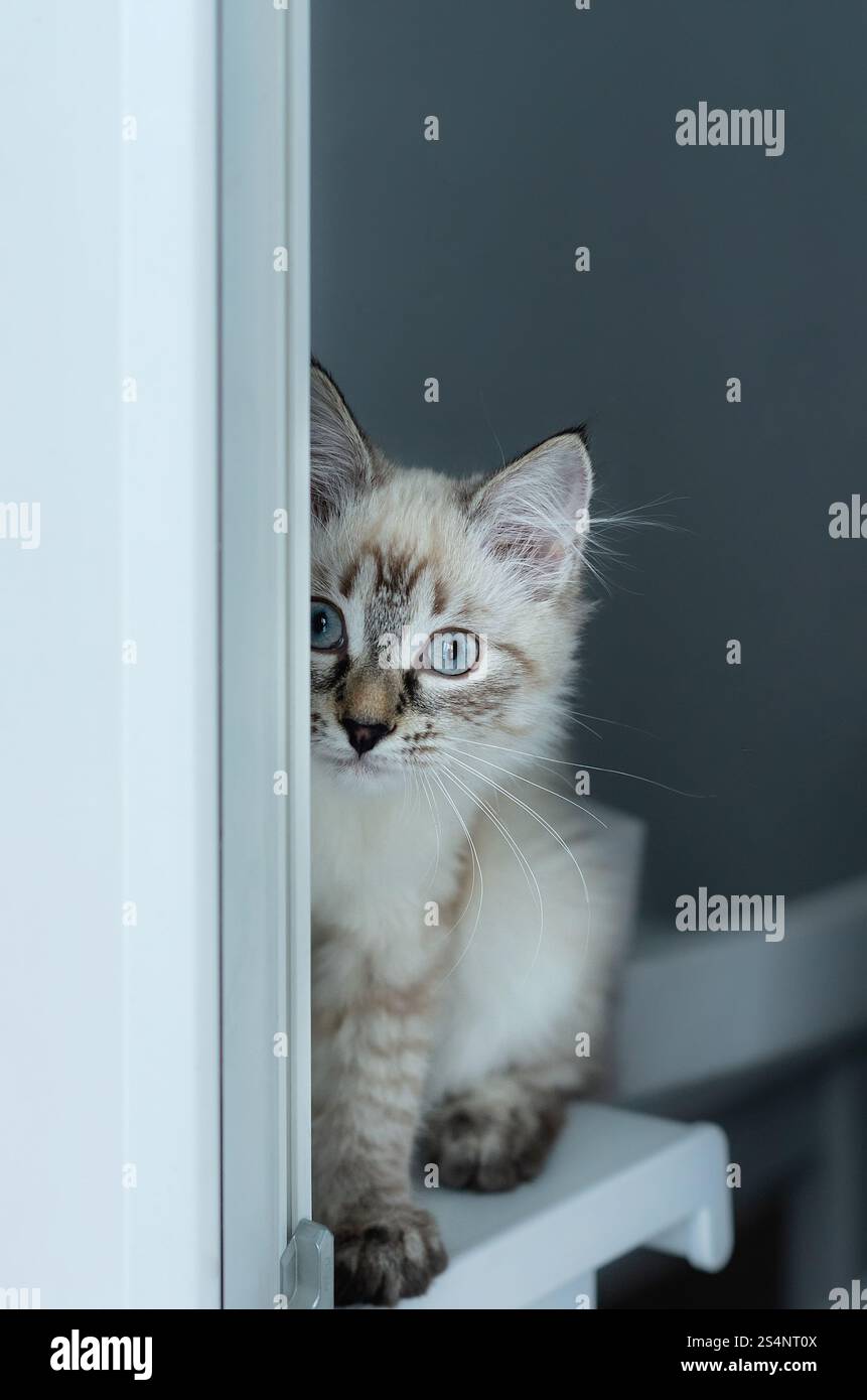 Un gattino in maschera neva e guarda fuori dalla finestra. Il gattino sta guardando fuori dalla finestra ed è curioso di sapere cosa c'è fuori Foto Stock