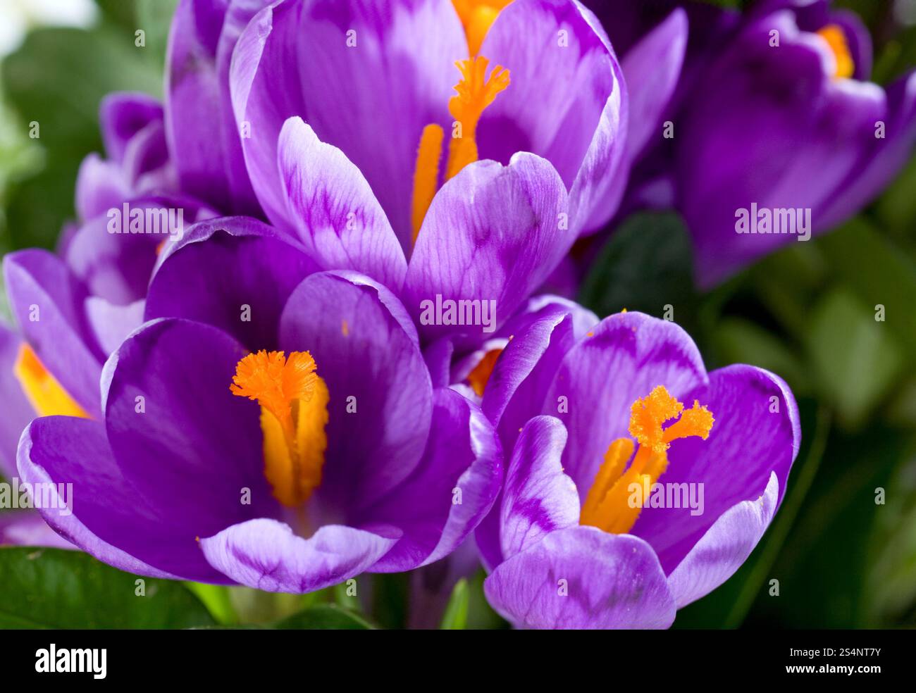 Vacanze di primavera crocus fiori sfondo ( macro) Foto Stock