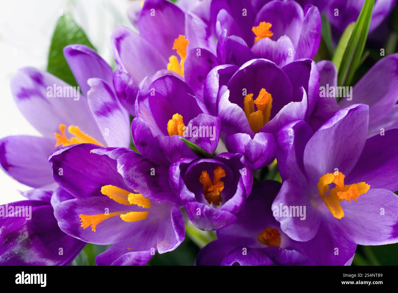 Vacanze di primavera crocus fiori sfondo ( macro) Foto Stock