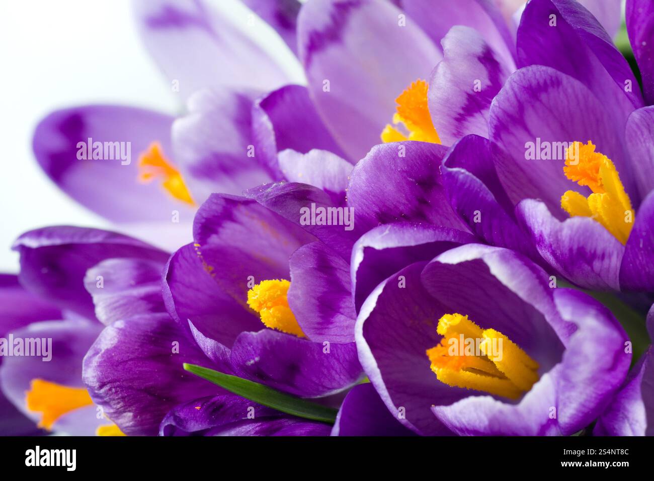 Vacanze di primavera crocus fiori sfondo ( macro) Foto Stock