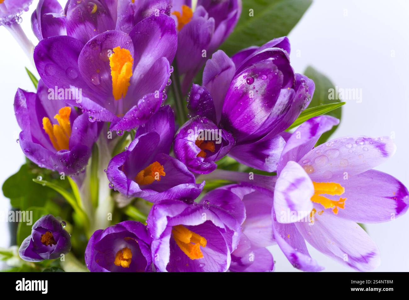 Vacanze di primavera crocus fiori sfondo ( macro) Foto Stock
