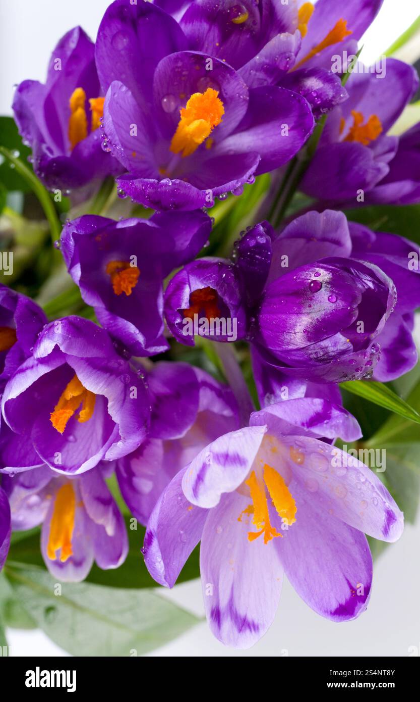 Vacanze di primavera crocus fiori sfondo ( macro) Foto Stock