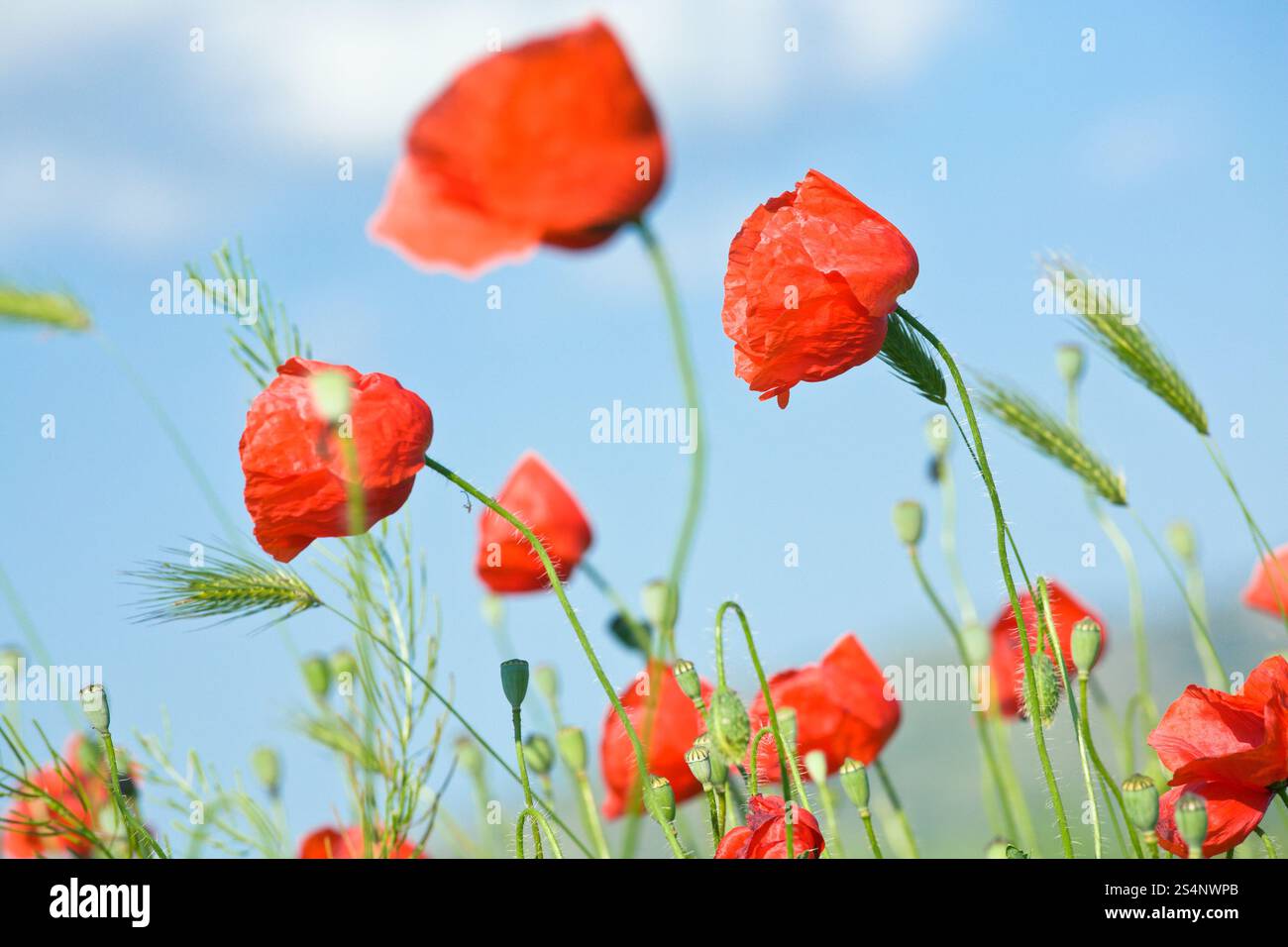 Estate bella papavero rosso fiori e verde di piante di mais sul cielo blu sullo sfondo. Foto Stock