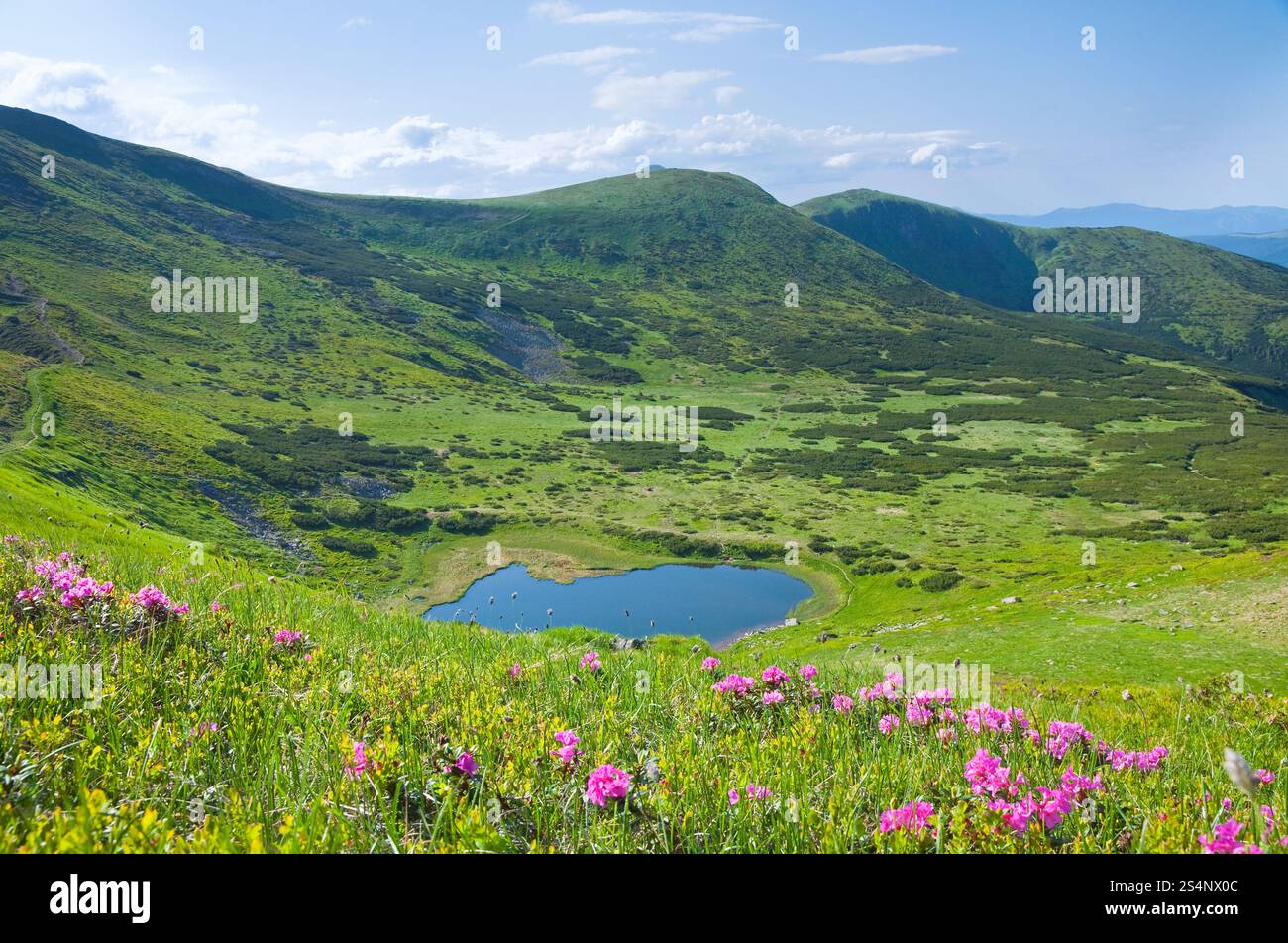 Rosa fiori di rododendro in prossimità di piccoli estate lago di montagna (Ucraina, dei Carpazi) Foto Stock