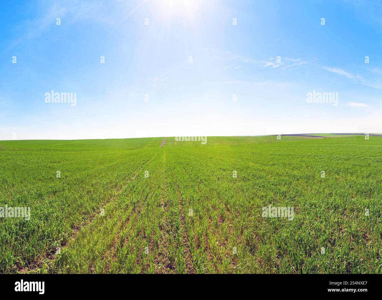 Verde primavera cereali campo e cielo blu con sole patch. Tre colpi di immagine di cucitura. Foto Stock