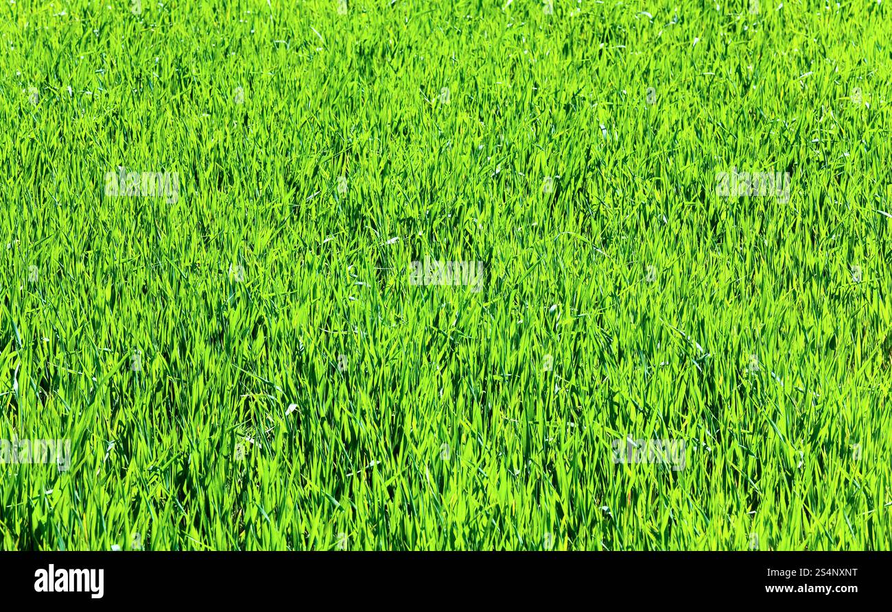 Bella la molla verde erba (natura sfondo). Foto Stock