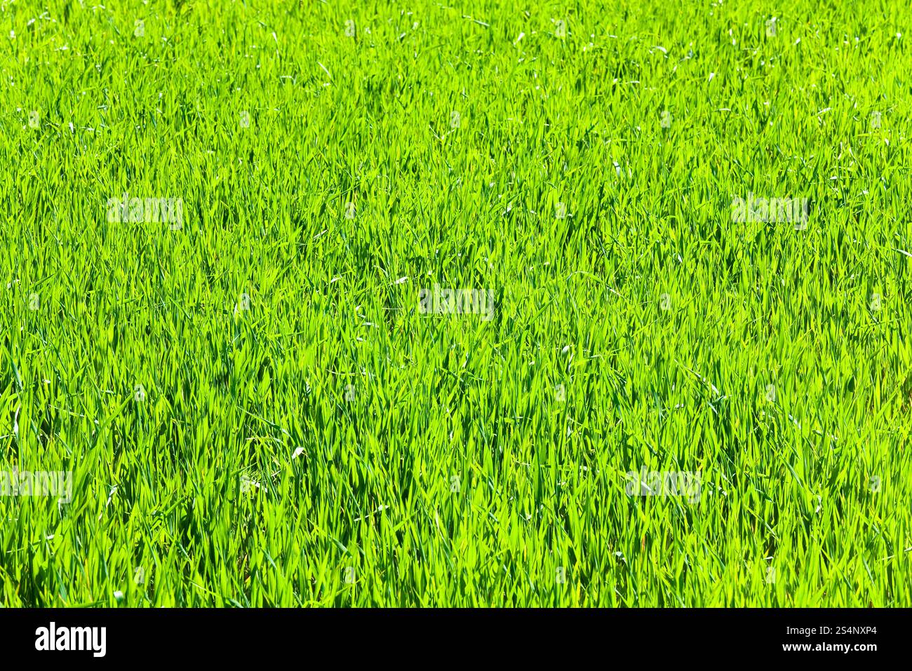 Bella la molla verde erba (natura sfondo). Foto Stock