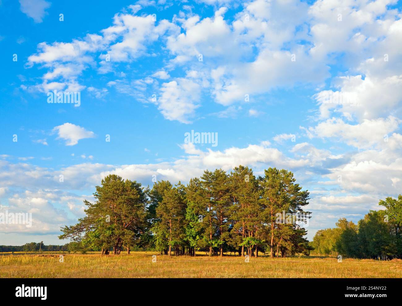 Prato estivo vista con le nubi del cielo, campo selvaggio con fiori di colore giallo Foto Stock