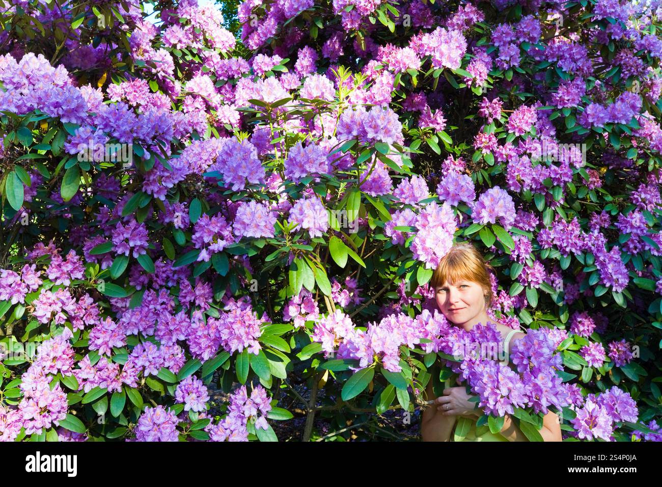 La donna vicino a fioritura bush con fiori di colore rosa . Paesaggio estivo. Foto Stock