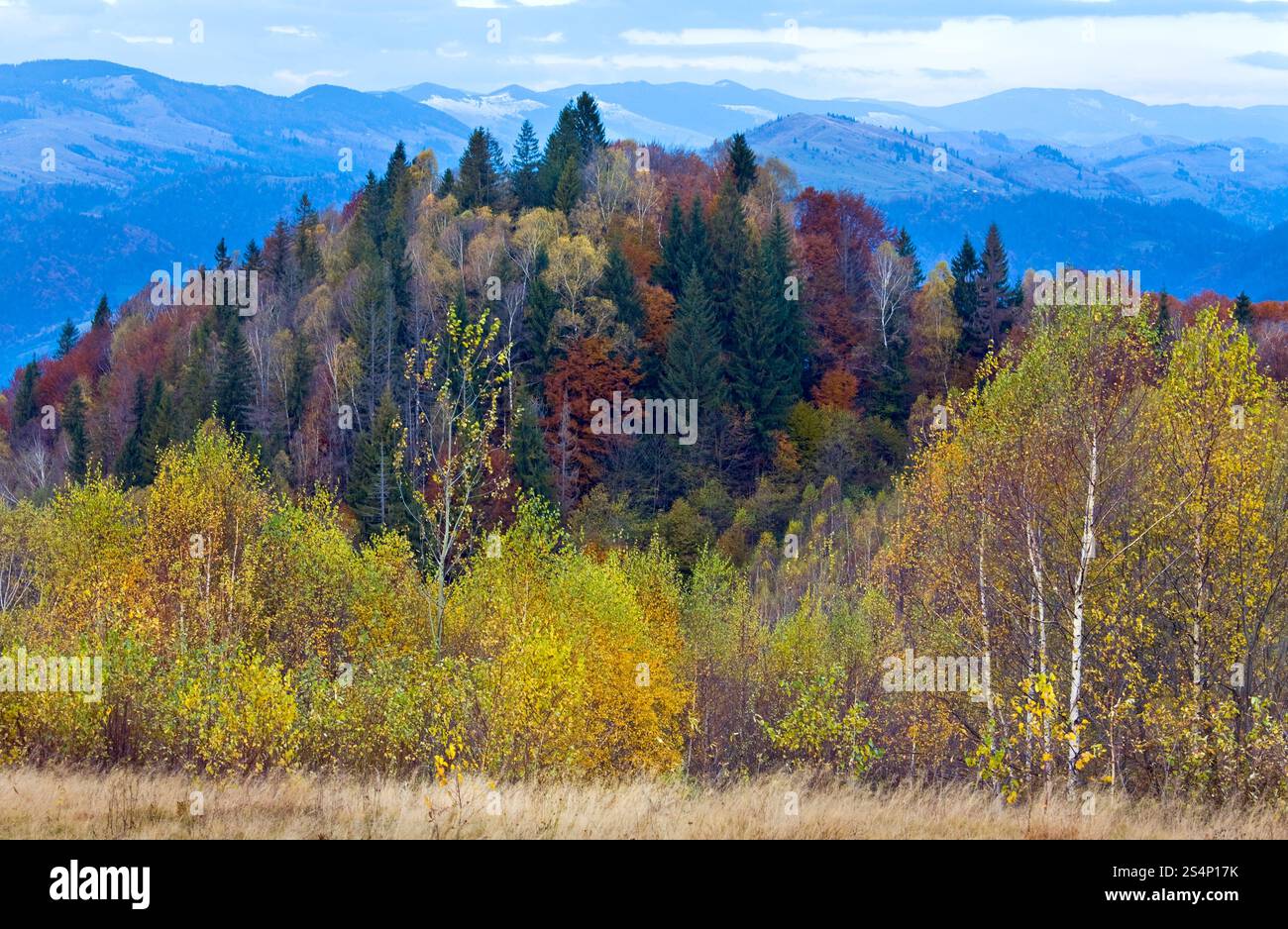 Mattina autunno colorato il bosco e la neve sulla cima della montagna dietro. Foto Stock