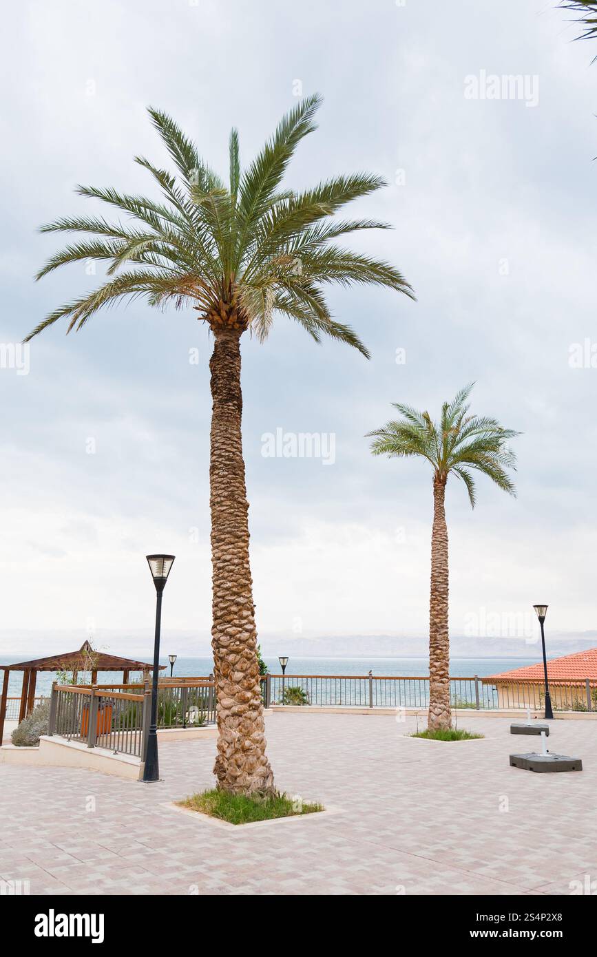Le palme in resort sul Mar Morto, Giordania Foto Stock