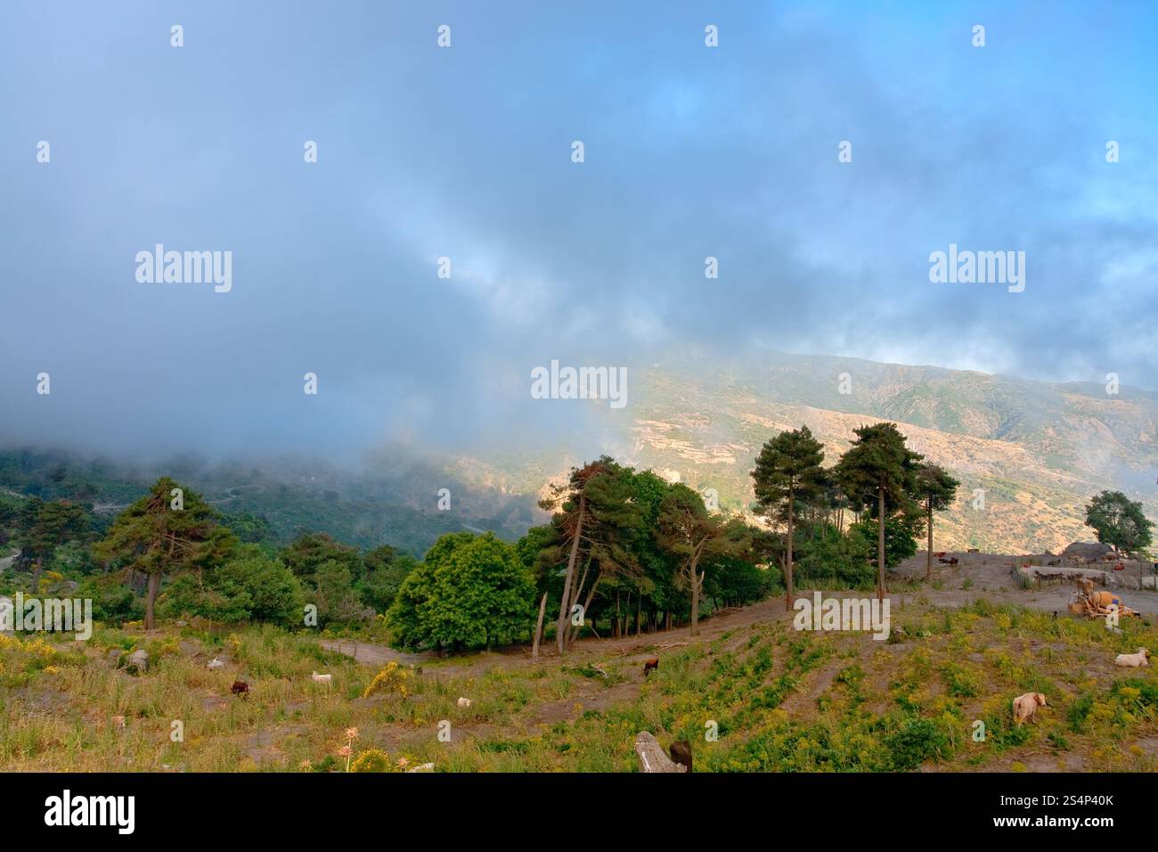 Pascoli di montagna sopra le nuvole vicino alla città di Novara di Sicilia , Italia Foto Stock