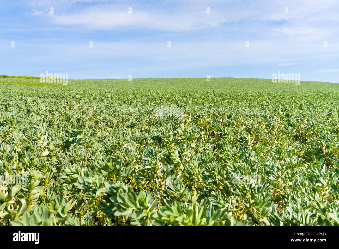Verde campo agricolo sotto il cielo azzurro in Francia Foto Stock