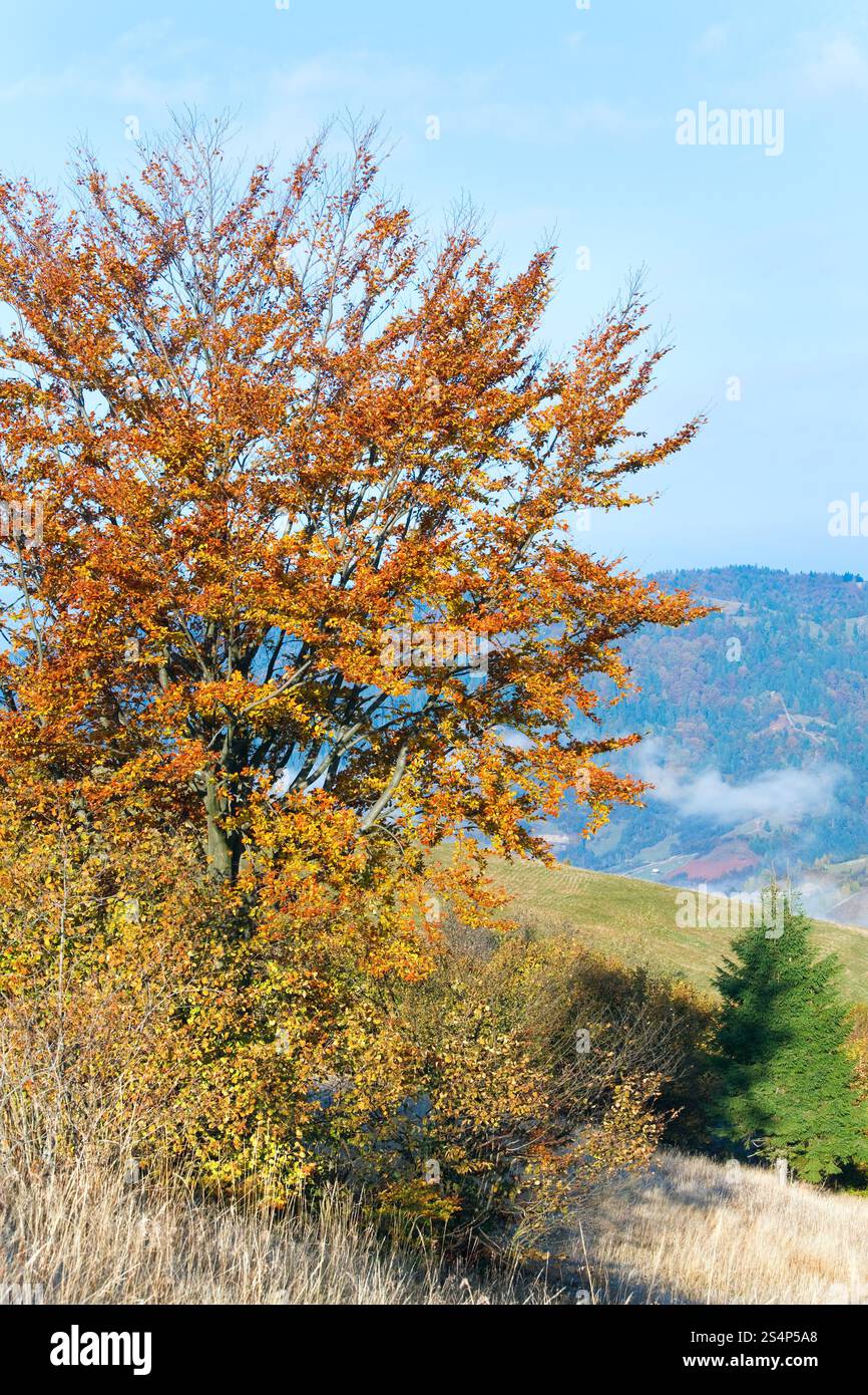 Autunno soleggiata montagna e alberi colorati sul versante della montagna Foto Stock