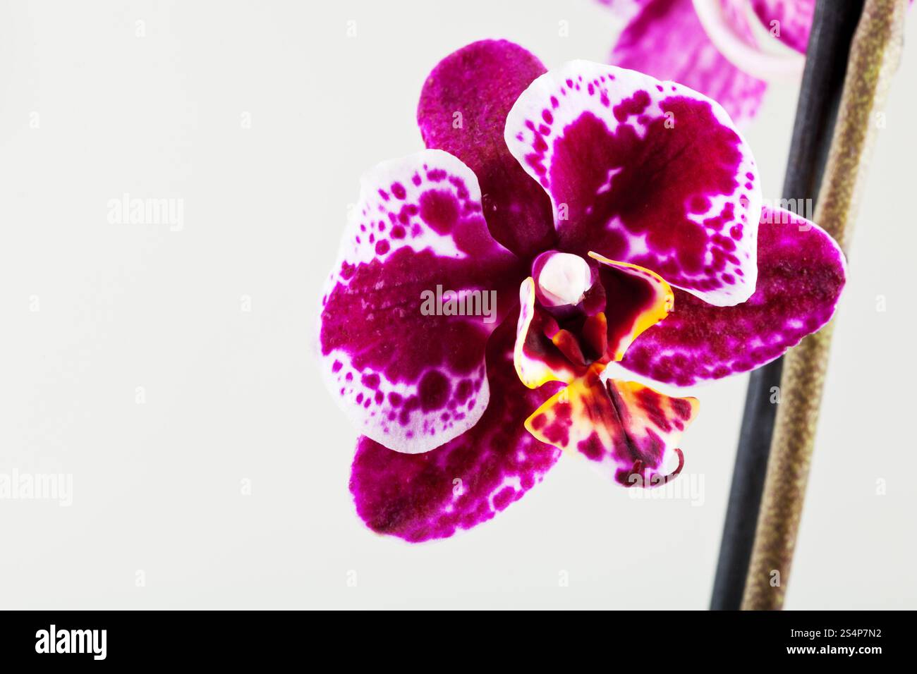 Orchid Phalaenopsis fiore close up Foto Stock Orchid Phalaenopsis fiore close up Foto Stock