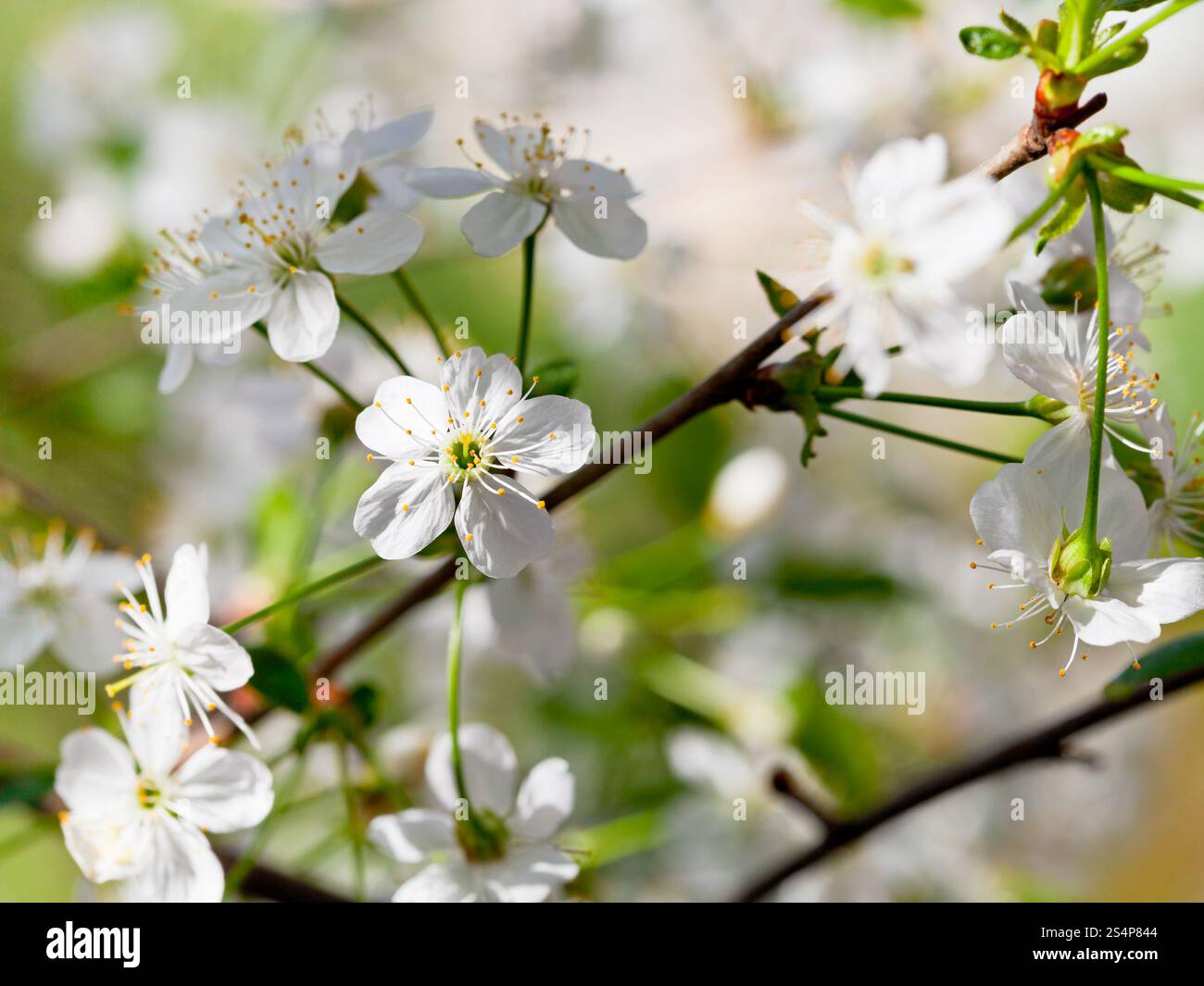Fiori di Ciliegio nella stagione primaverile close up Foto Stock
