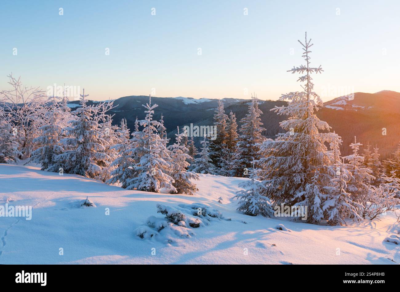 Pink sunrise e in inverno il paesaggio di montagna (Carpazi, Ucraina) Foto Stock