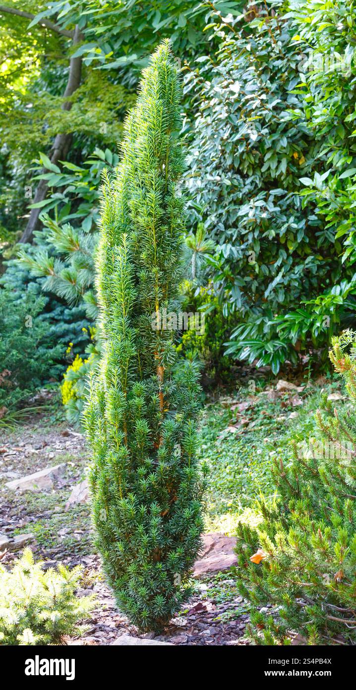 Piccolo verde conifera sul parco sullo sfondo delle piante Foto Stock