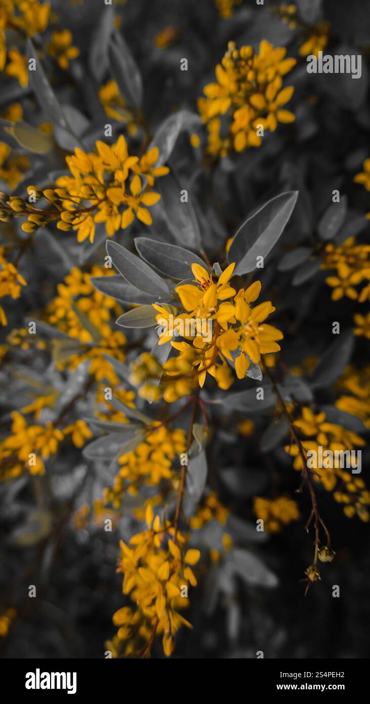 Un primo piano di vivaci fiori gialli con foglie grigie che creano un contrasto sorprendente. Foto Stock