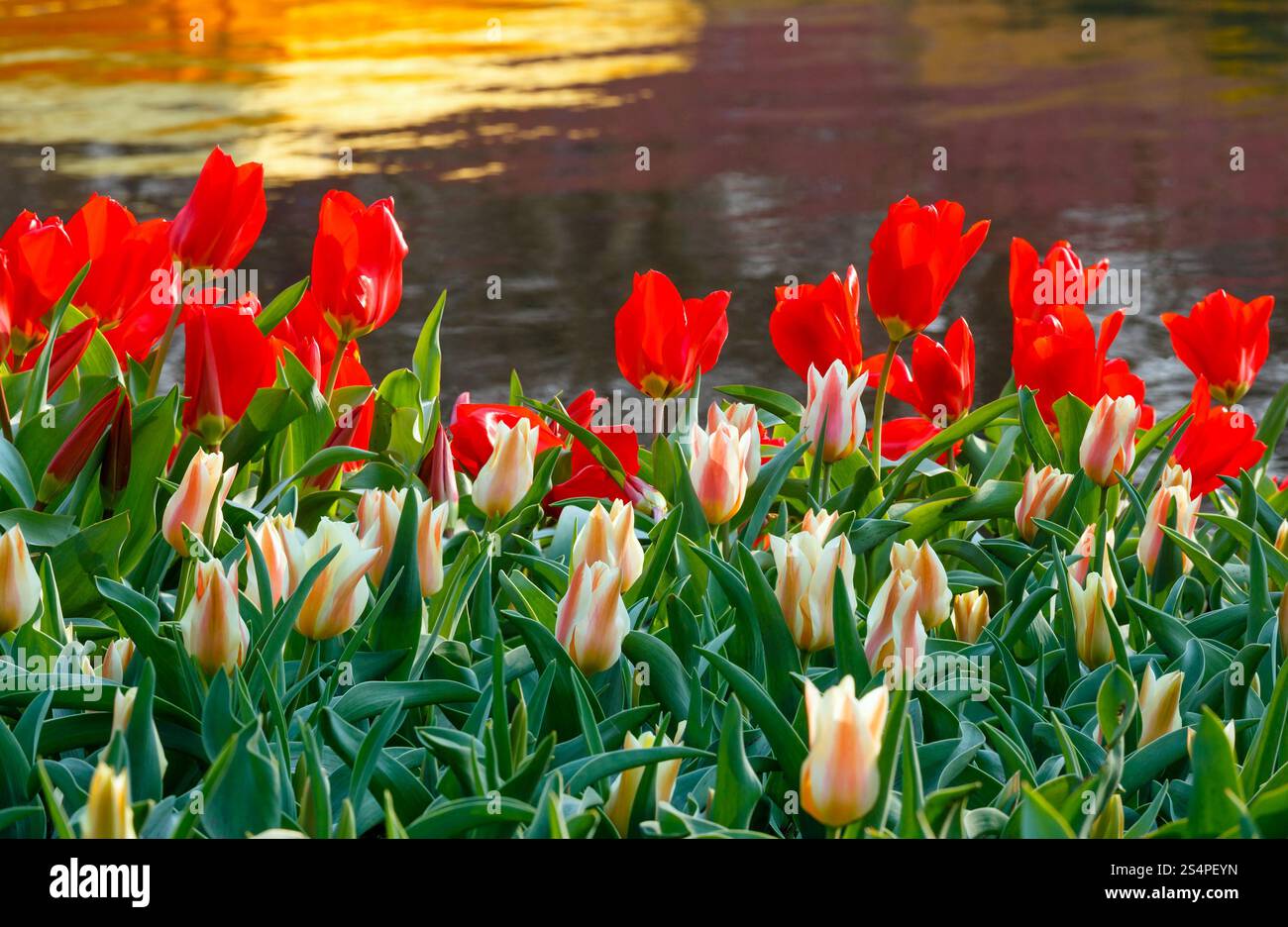 Bel rosso e bianco i tulipani in primavera nei pressi di un laghetto. Foto Stock
