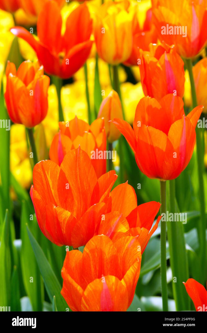 Bel colore arancione tulipani closeup vicino al laghetto nel Parco di primavera. Foto Stock