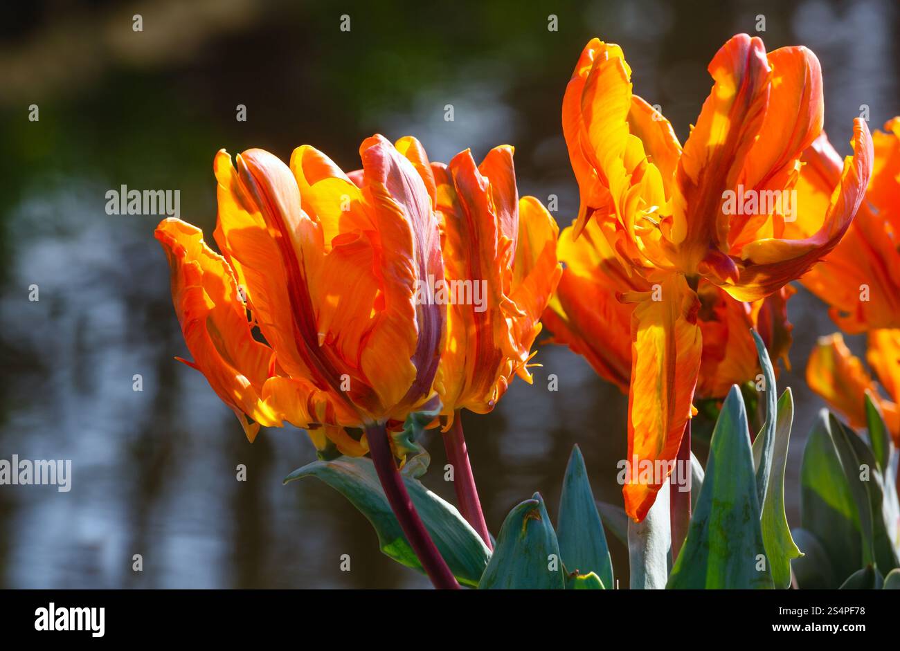 Bel colore arancione tulipani closeup vicino al laghetto nel Parco di primavera. Foto Stock