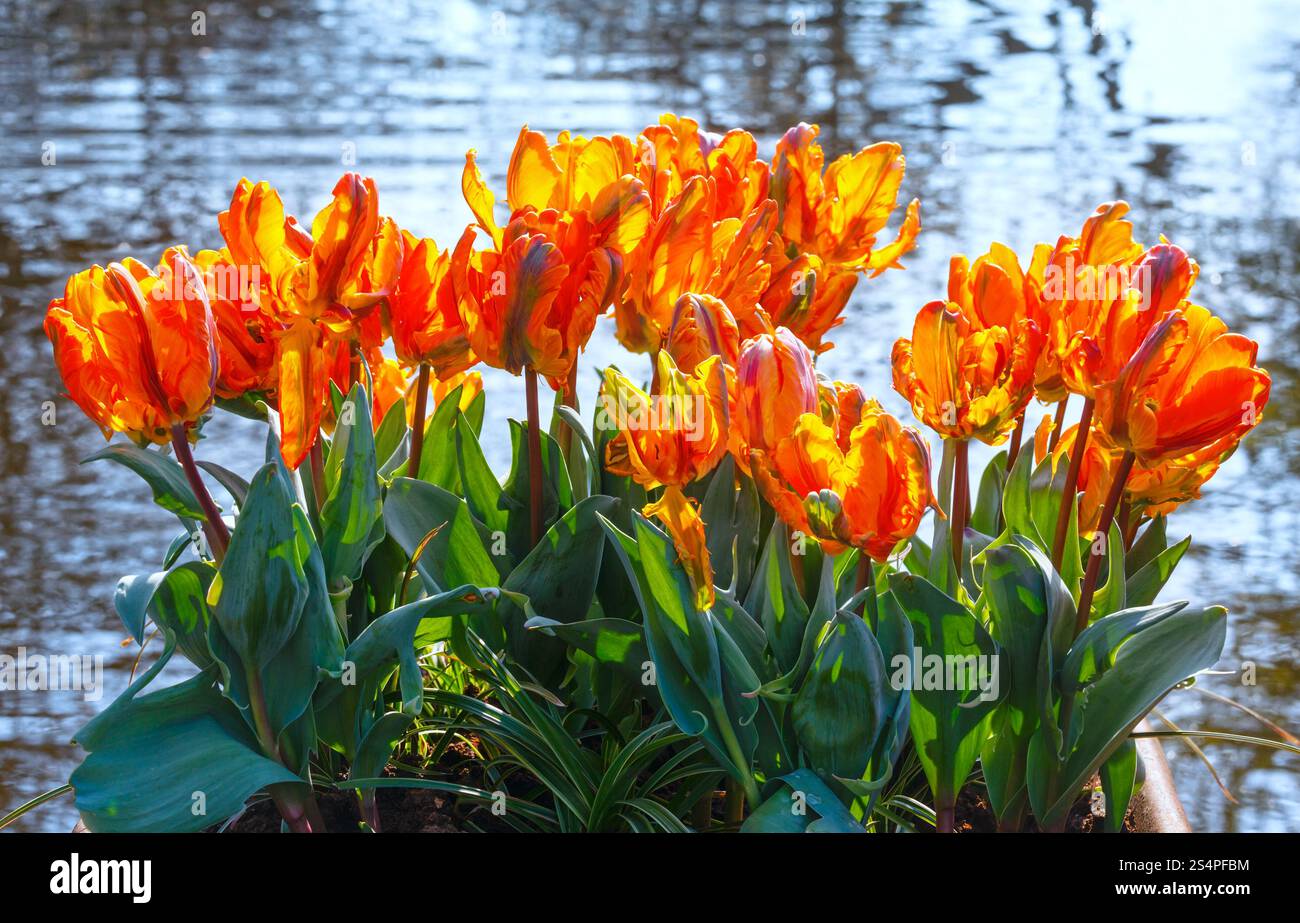 Bel colore arancione tulipani closeup vicino al laghetto nel Parco di primavera. Foto Stock