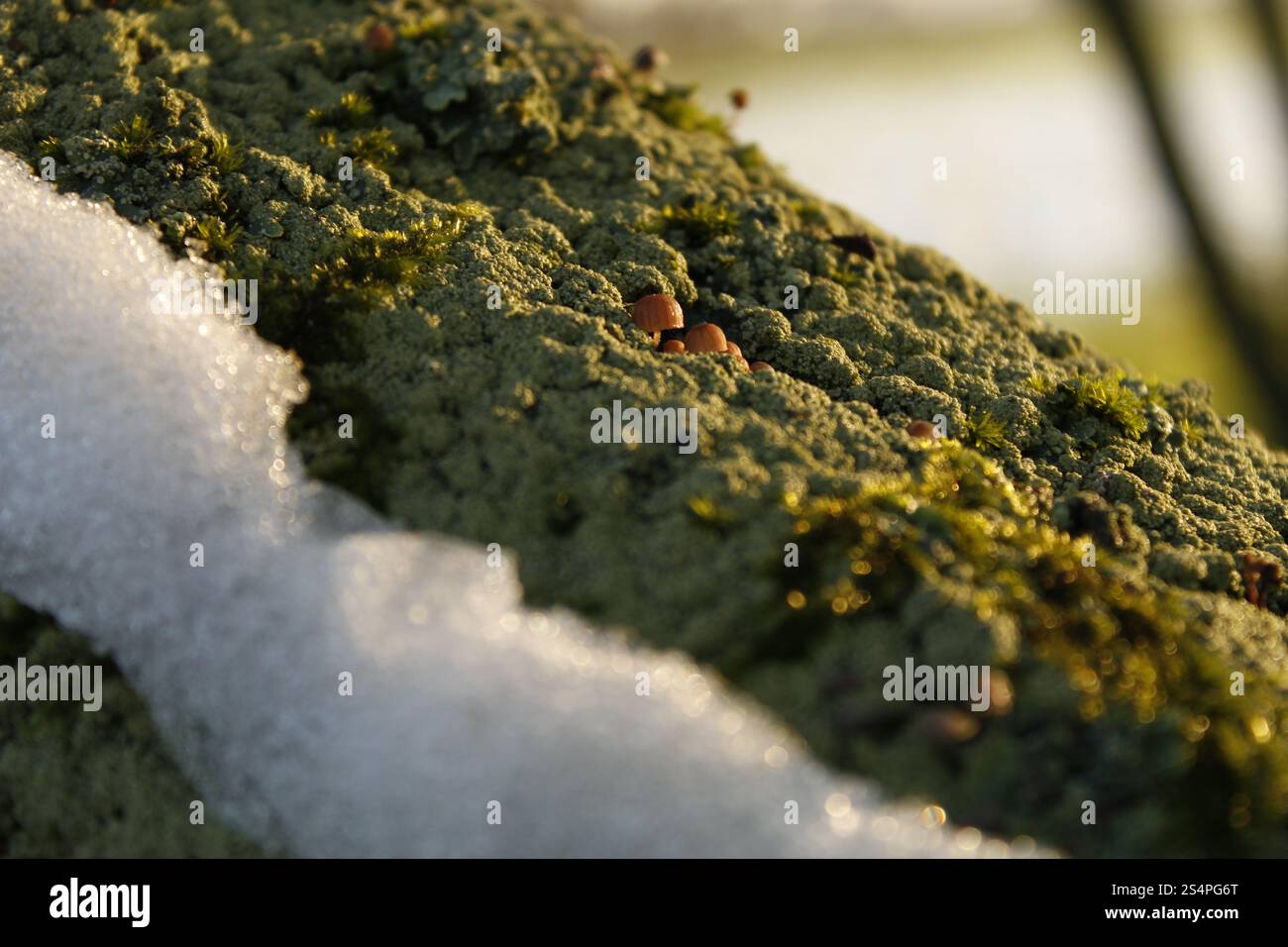 Consistenze della vita forestale Foto Stock